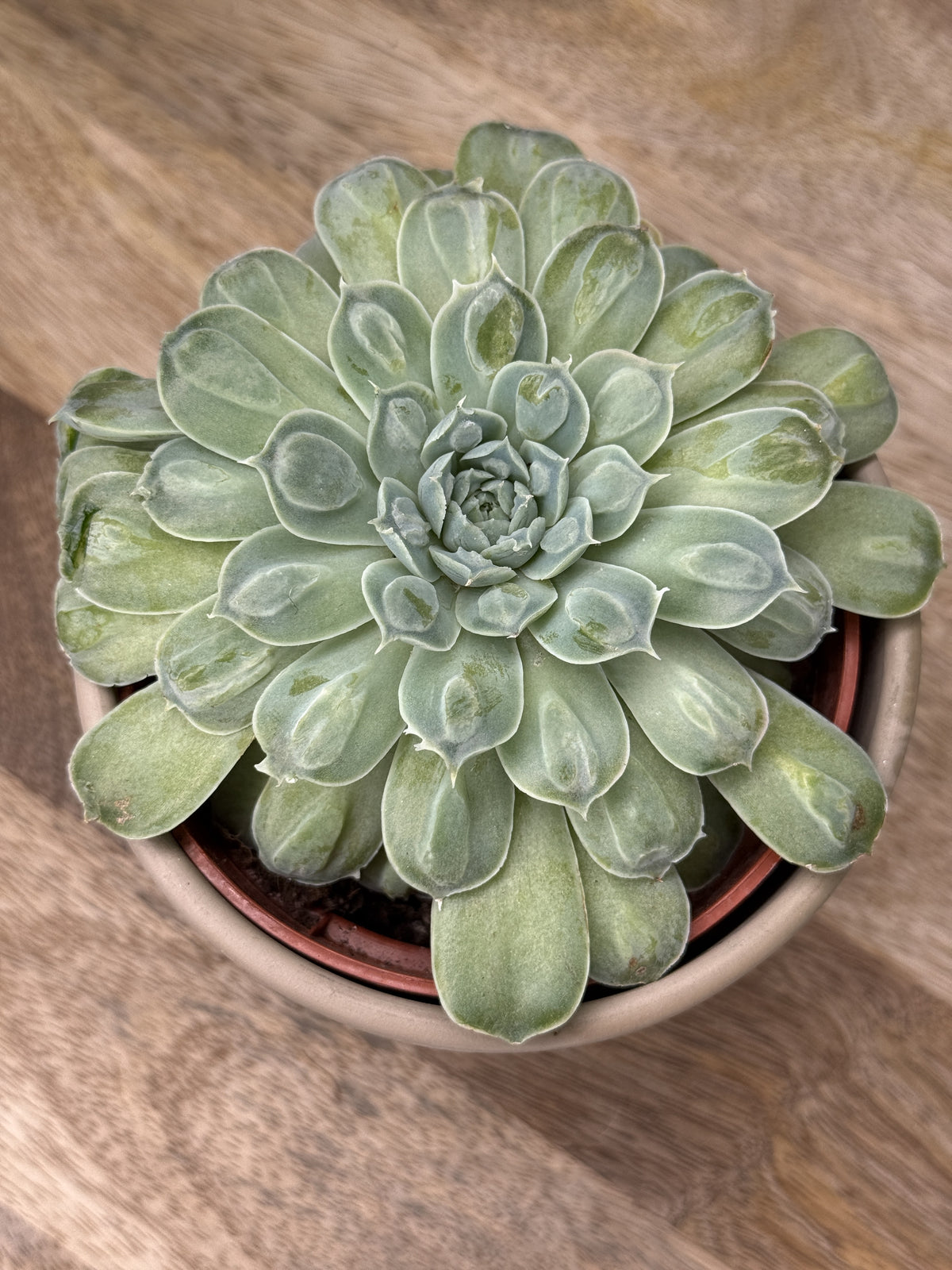 ECHEVERIA HEART SIGNAL M10.5