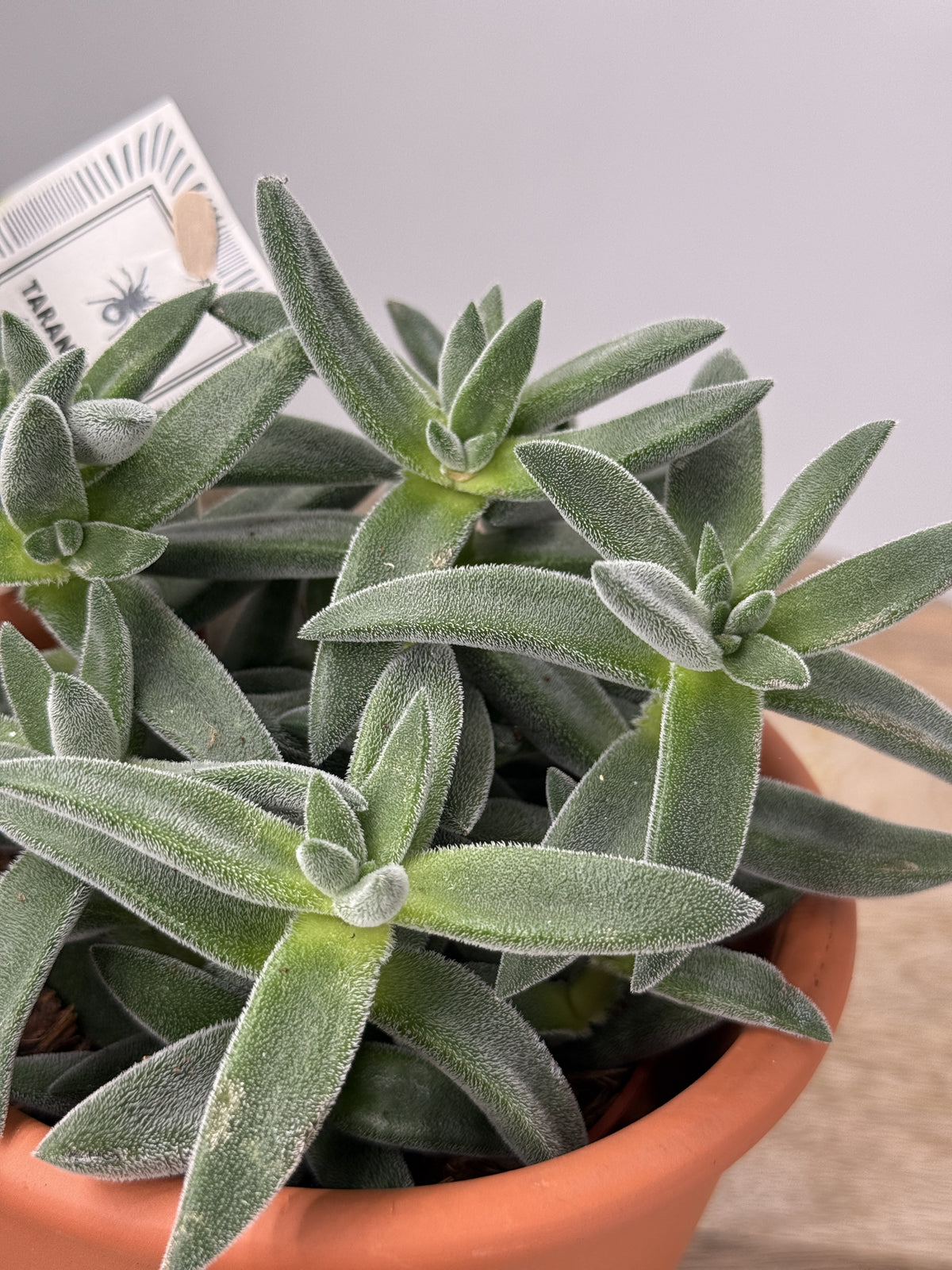 CRASSULA TARANTULA M10.5