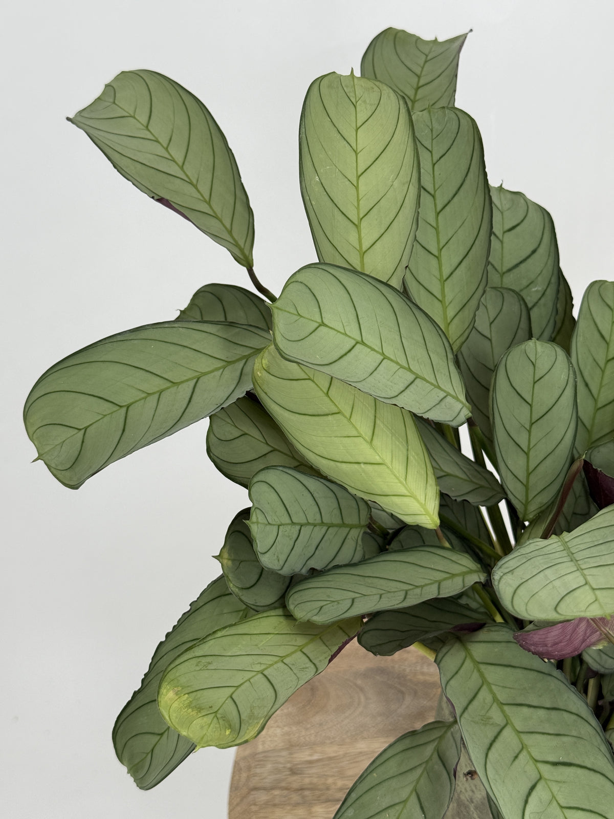 CTENANTHE BURLE-MARXII M14