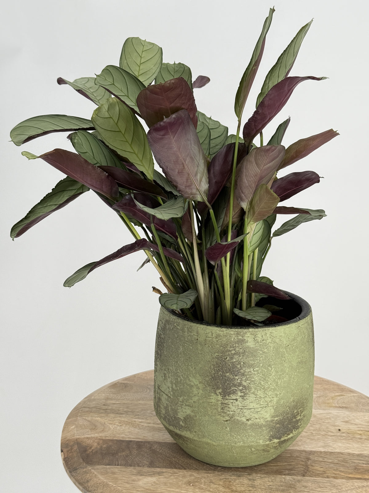 CTENANTHE BURLE-MARXII M14