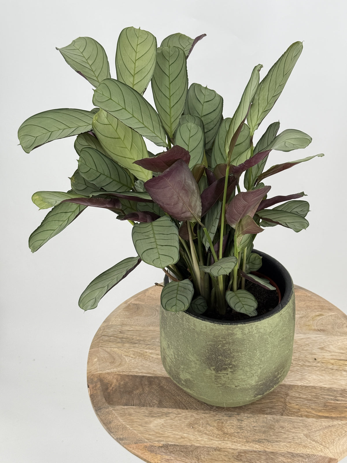 CTENANTHE BURLE-MARXII M14