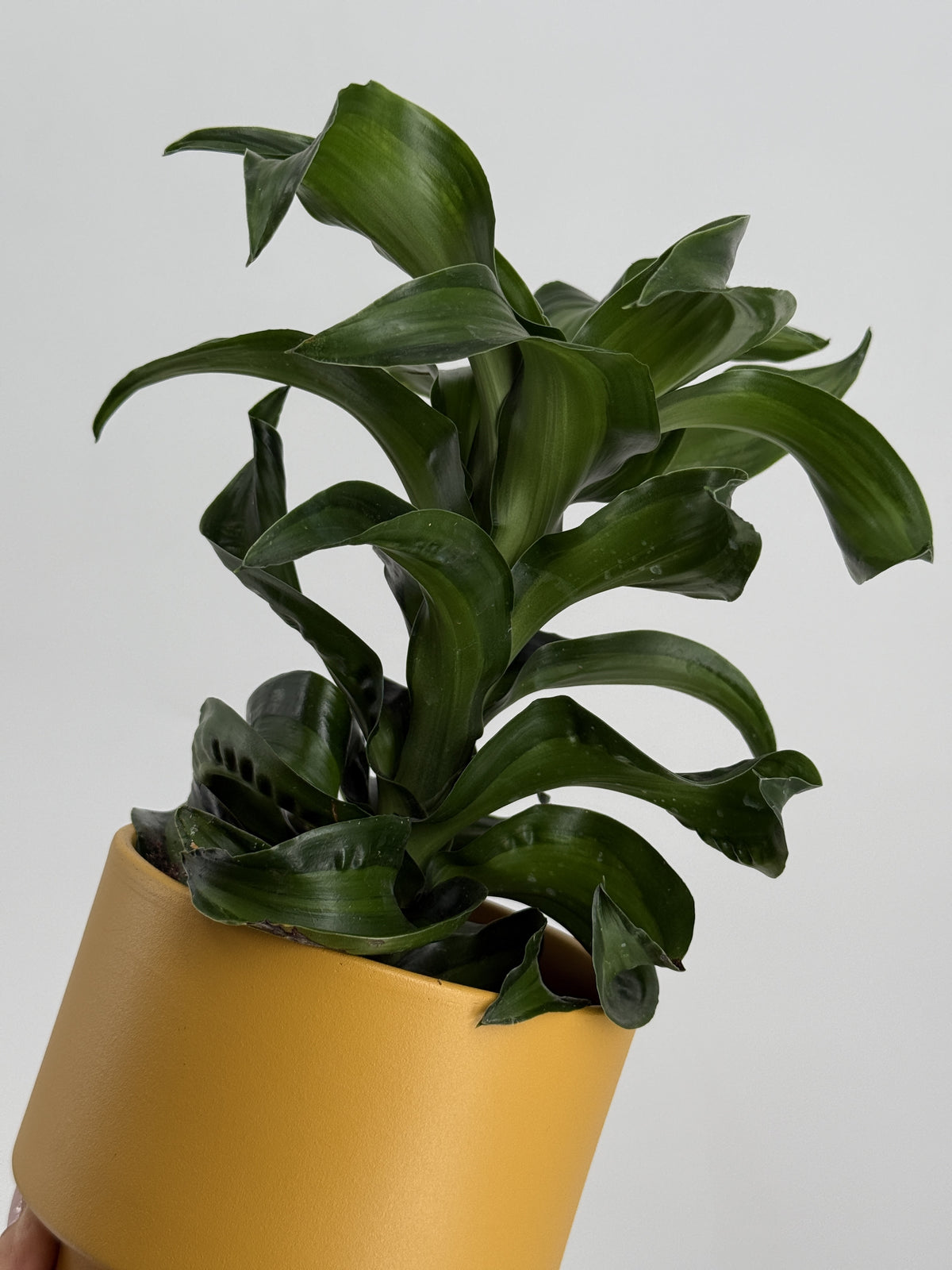 DRACAENA DRAGON MIX M12