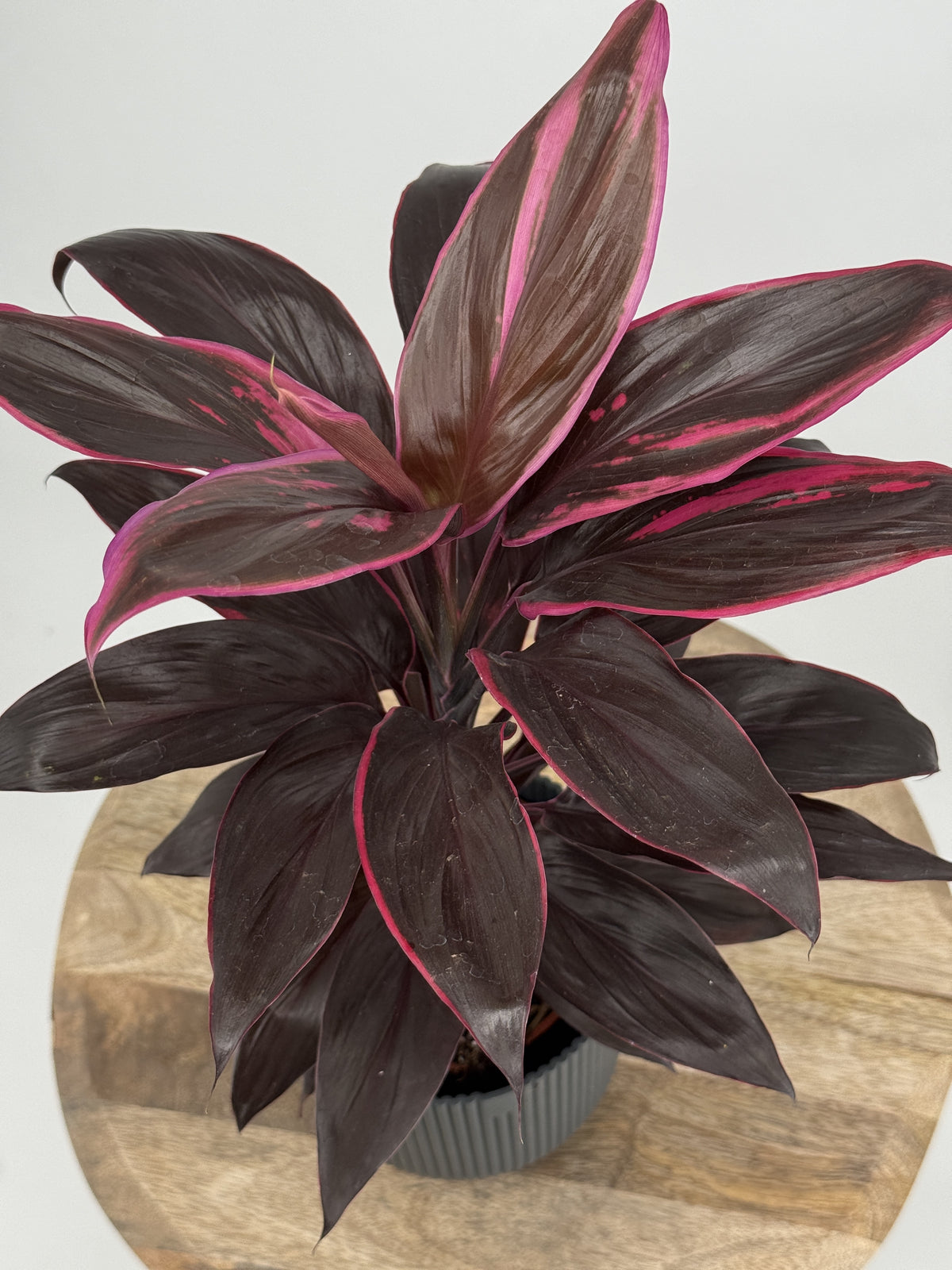 CORDYLINE MEZCLADO M12
