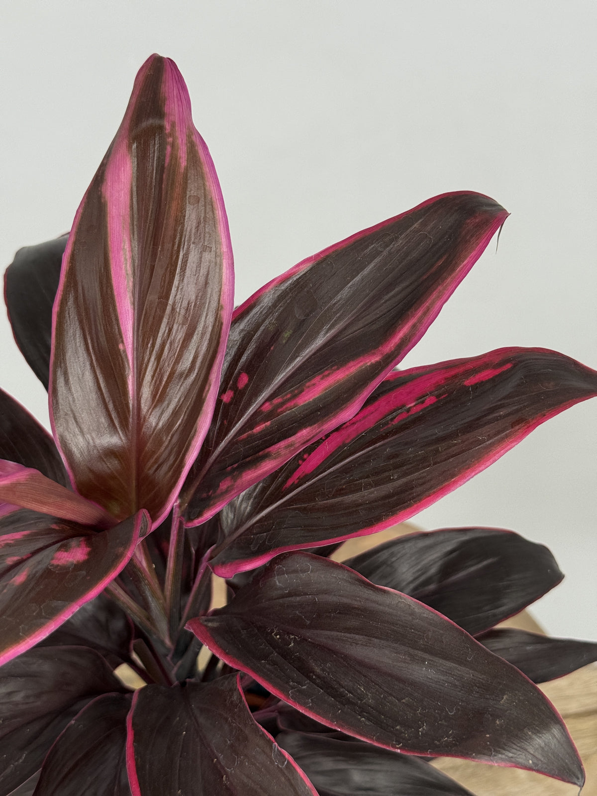 CORDYLINE MEZCLADO M12