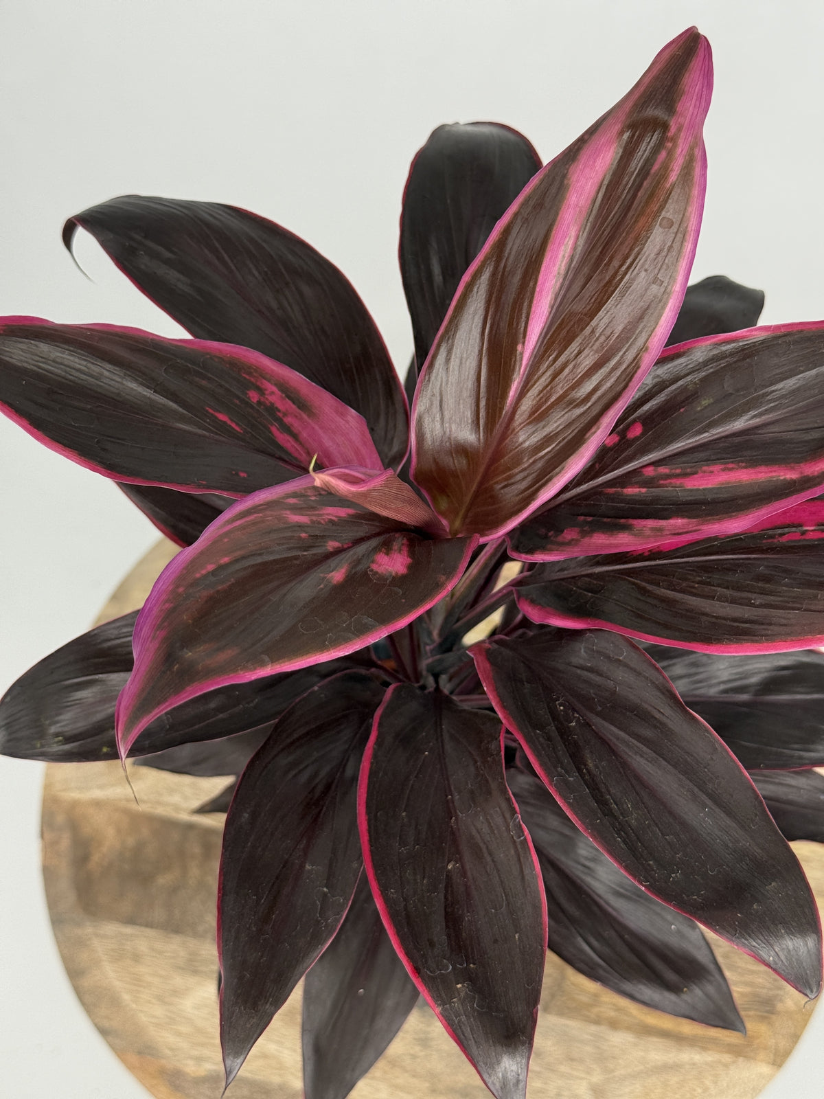 CORDYLINE MEZCLADO M12