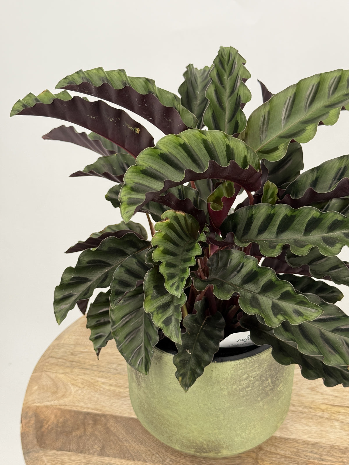 CALATHEA VELVET GLORY M14