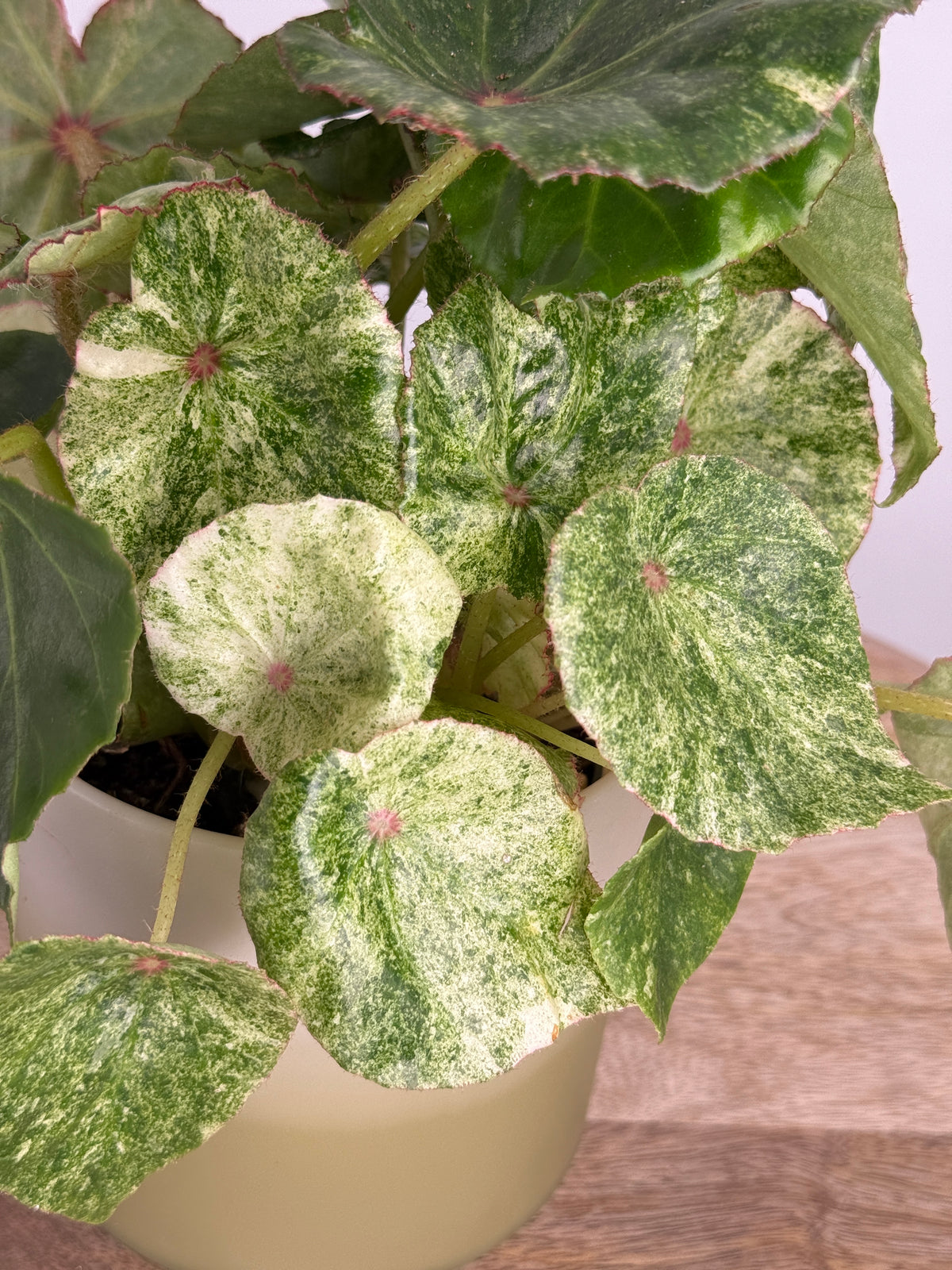 BEGONIA ROUGE VARIEGATA M12