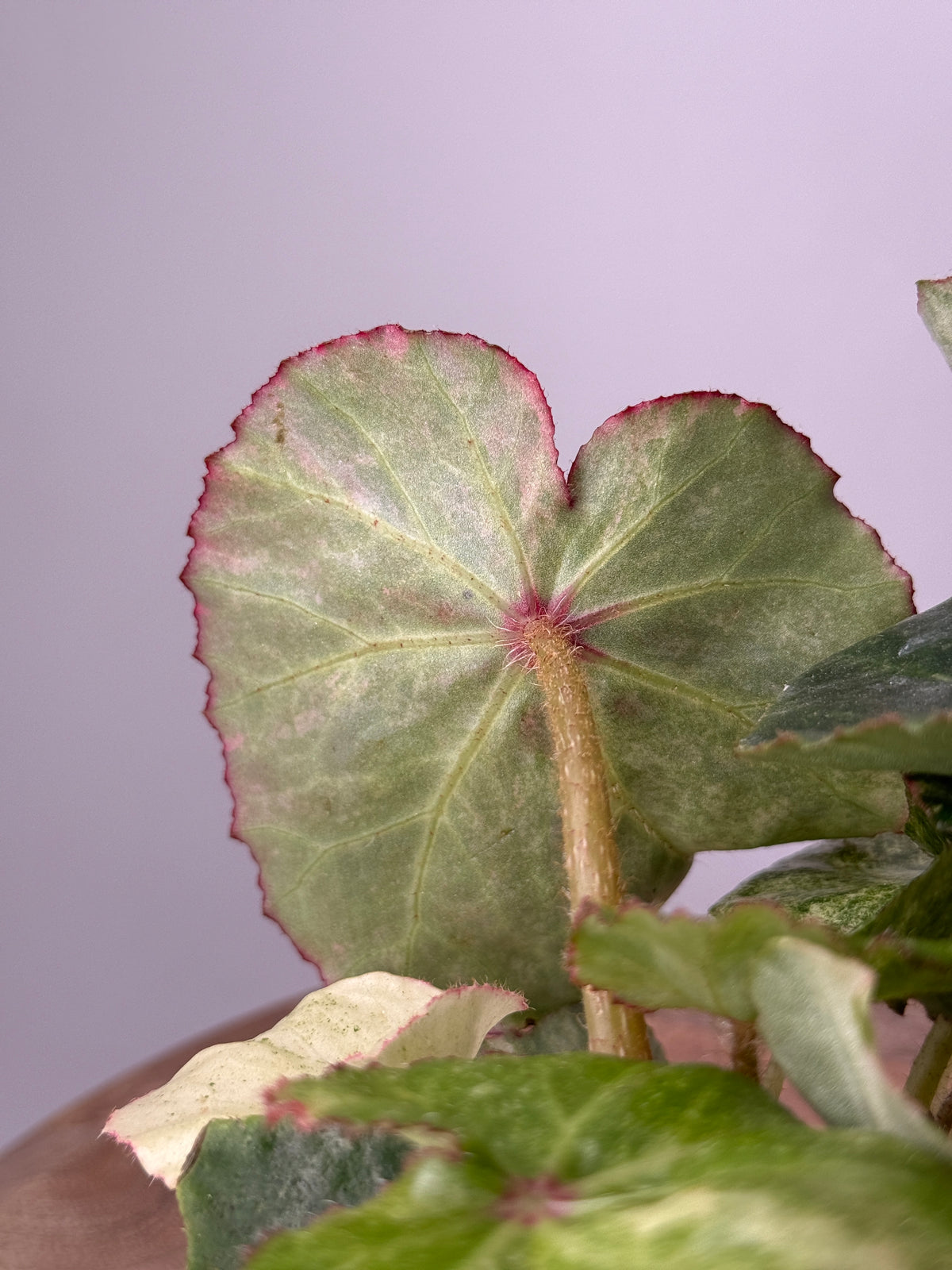 BEGONIA ROUGE VARIEGATA M12
