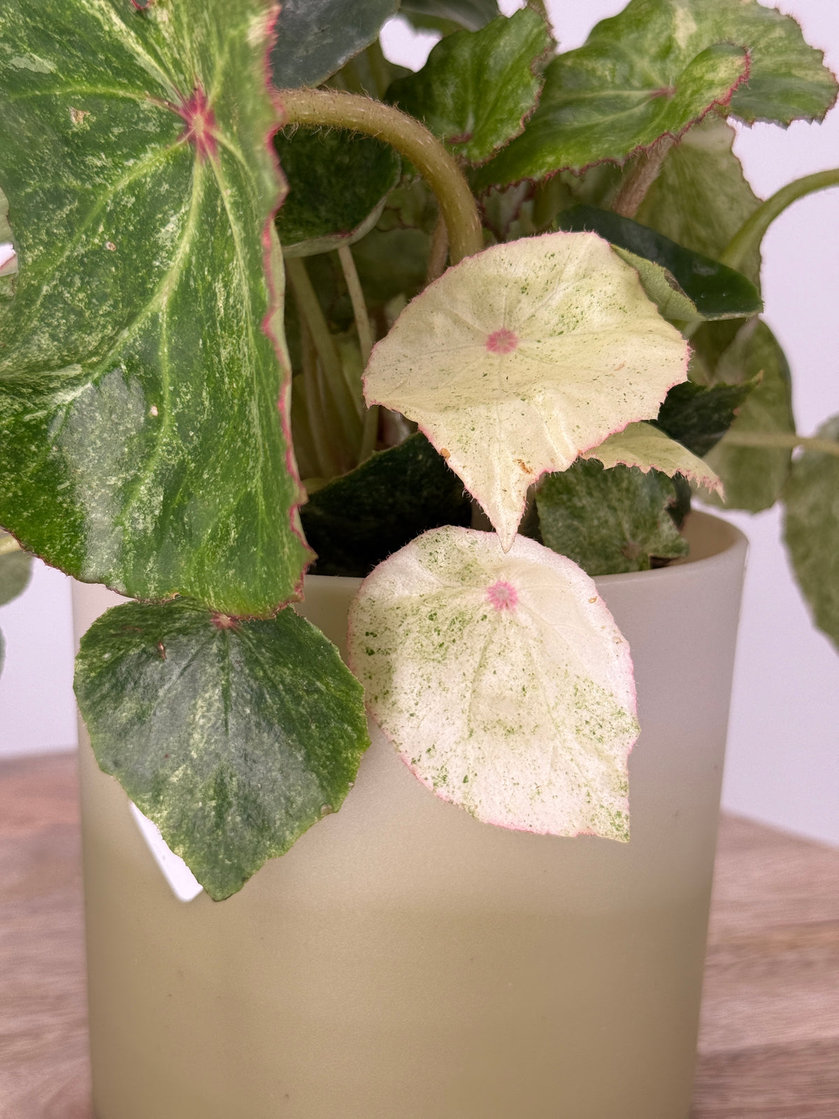 BEGONIA ROUGE VARIEGATA M12