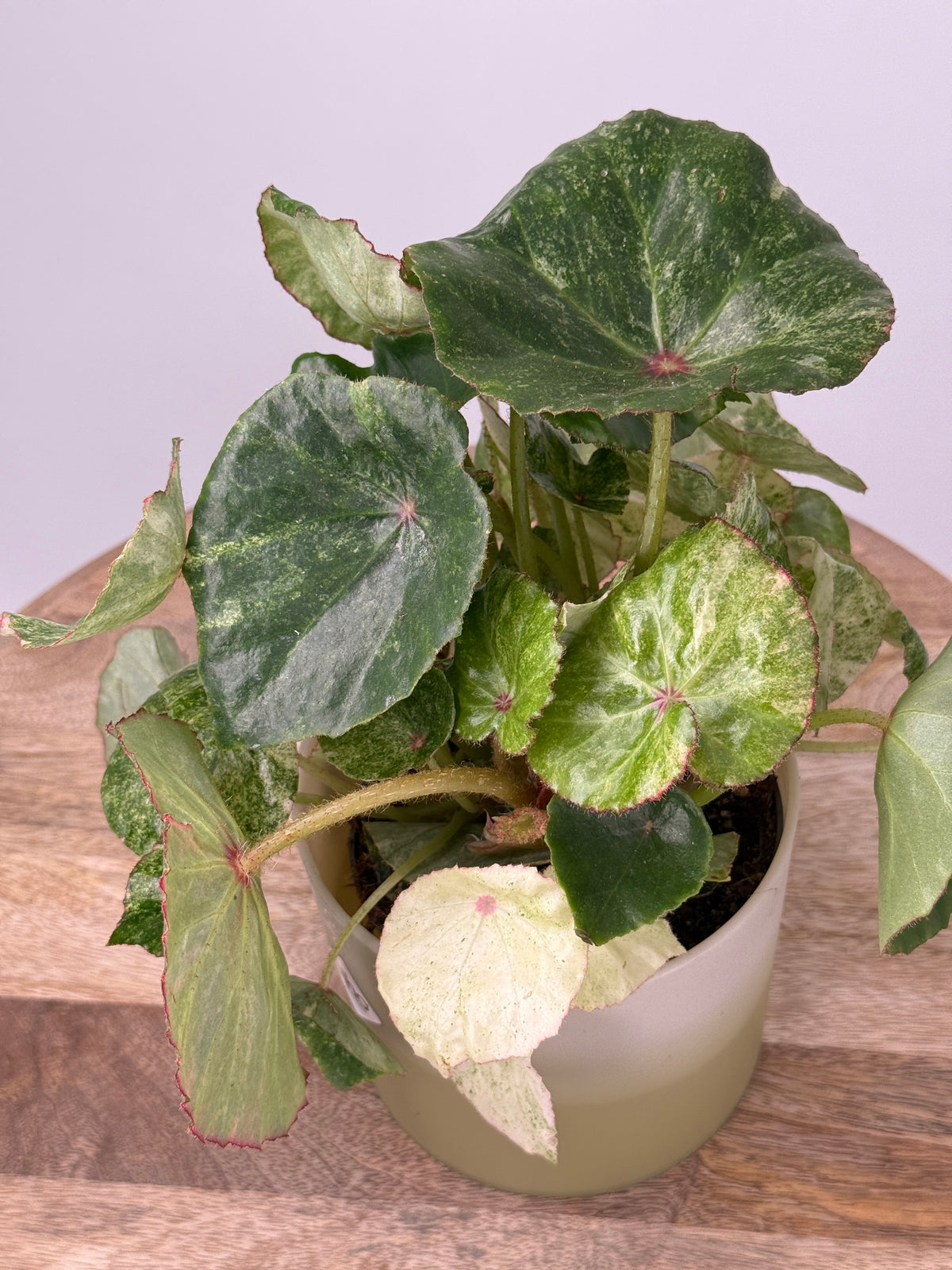BEGONIA ROUGE VARIEGATA M12