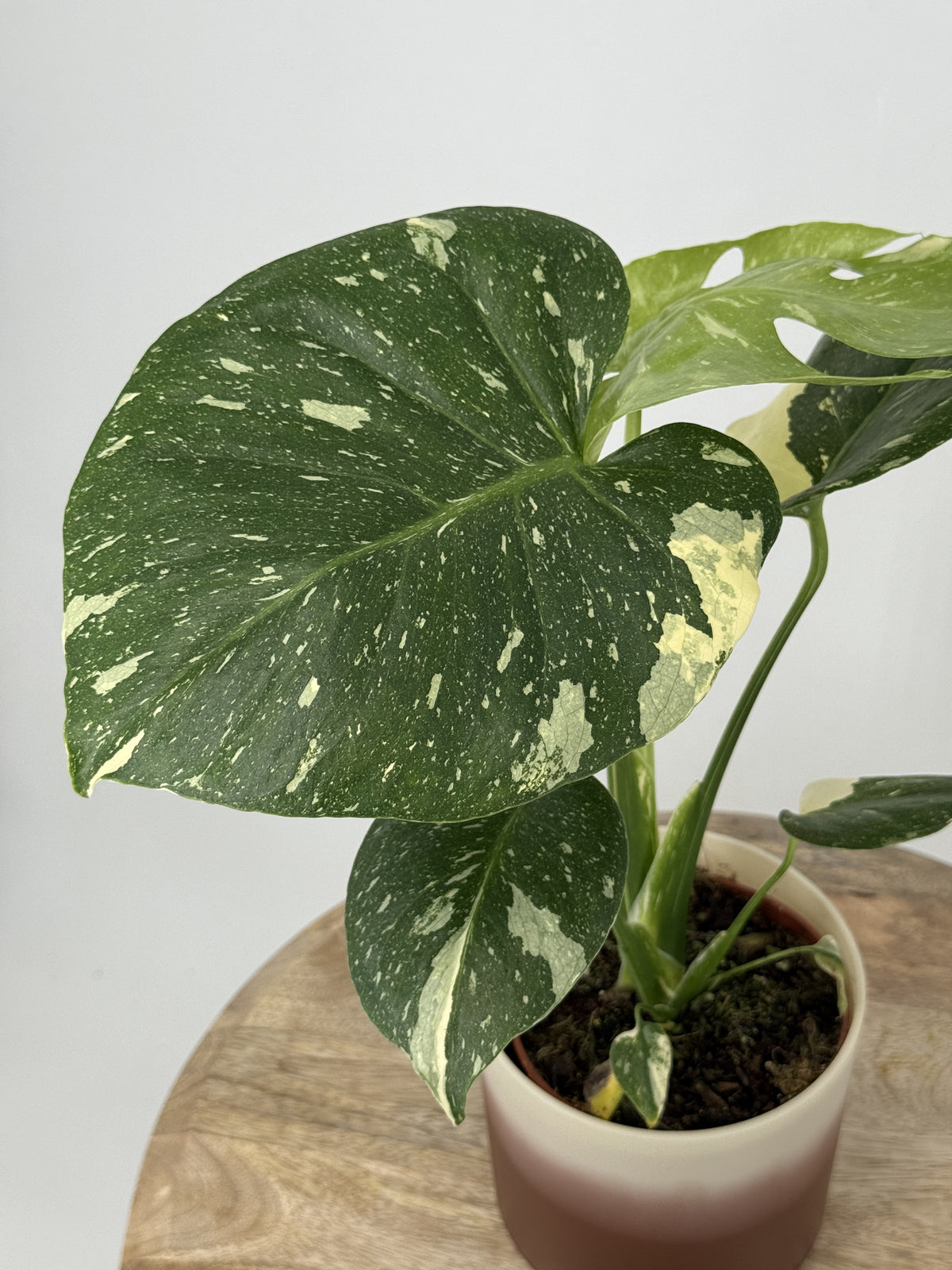 MONSTERA THAI CONSTELLATION M12