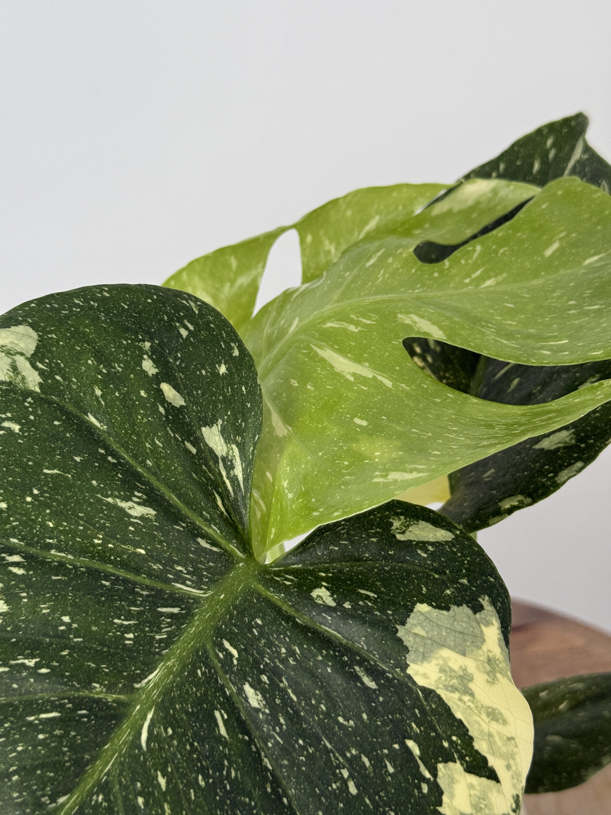 MONSTERA THAI CONSTELLATION M12