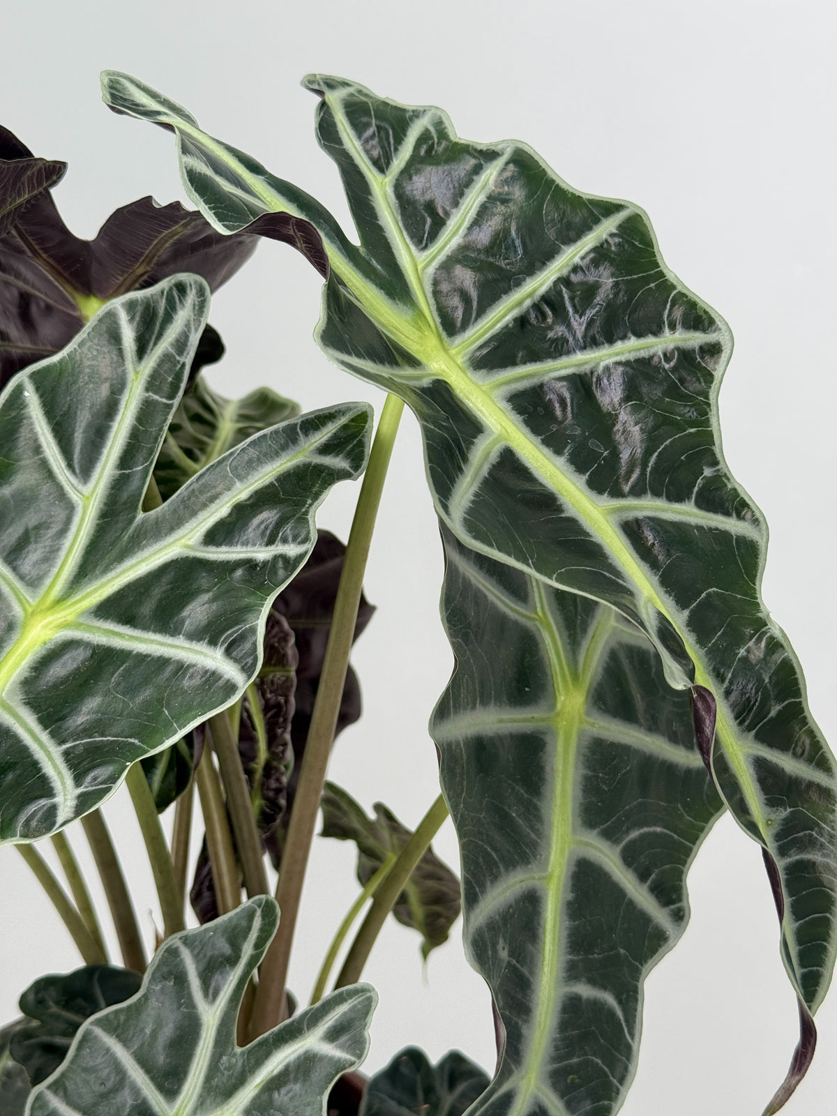 ALOCASIA POLLY M17