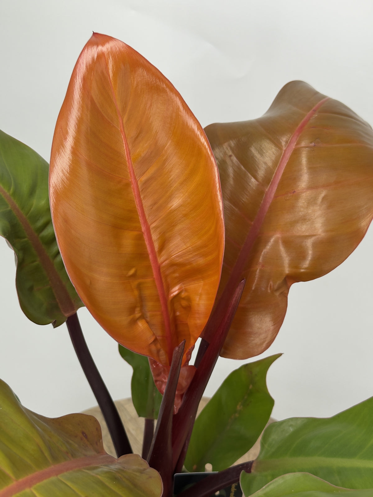 PHiLODENDRON PRINCE OF ORANGE M14