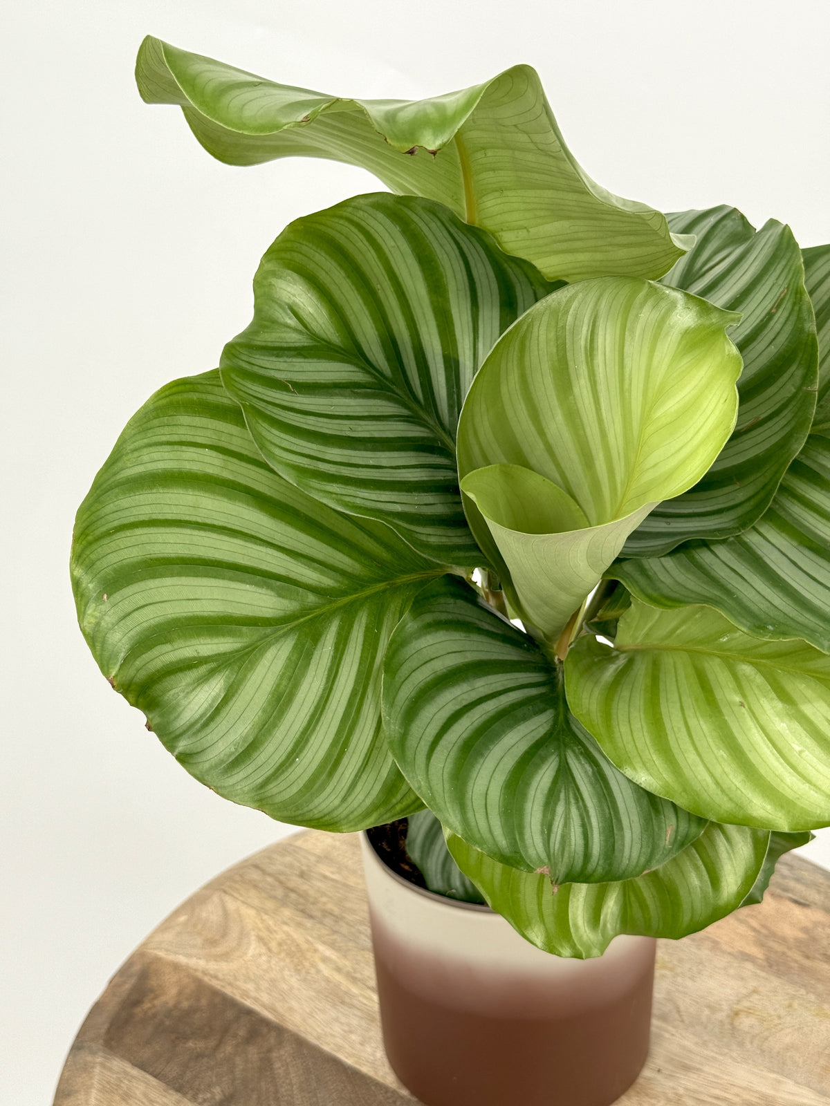 CALATHEA ORBIFOLIA M14