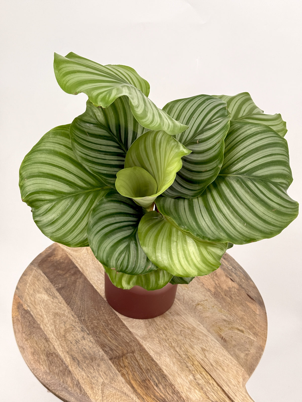 CALATHEA ORBIFOLIA M14
