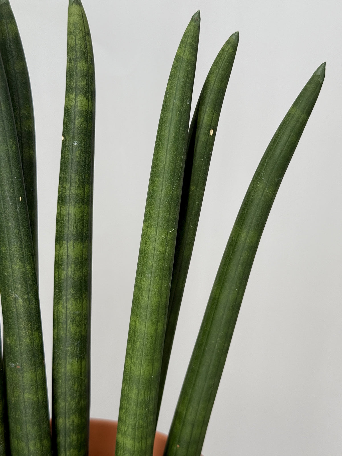 SANSEVIERIA CYLINDRICA MIX M12