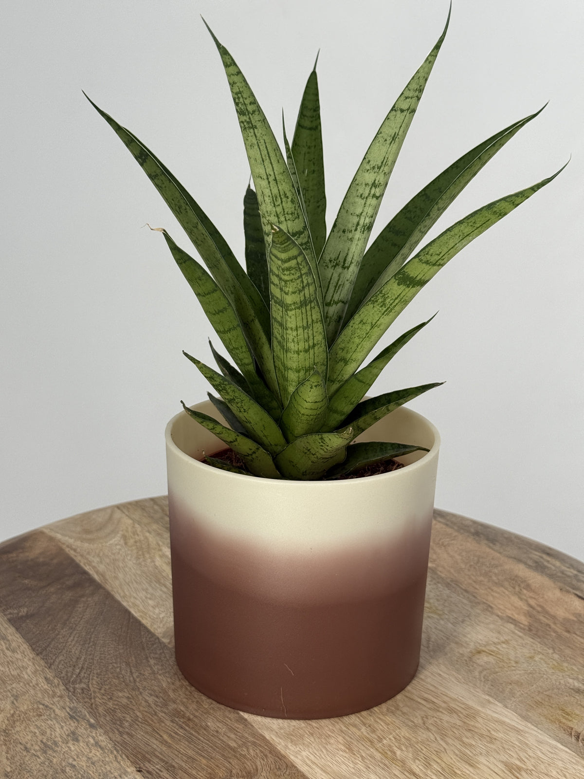 SANSEVIERIA TOUGH LADY M12