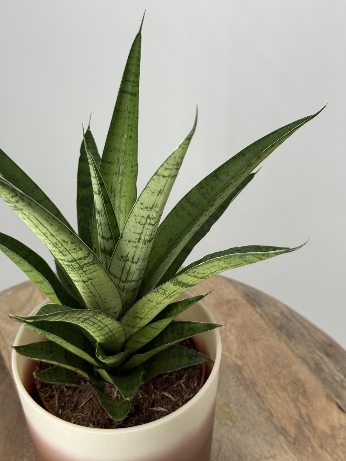 SANSEVIERIA TOUGH LADY M12