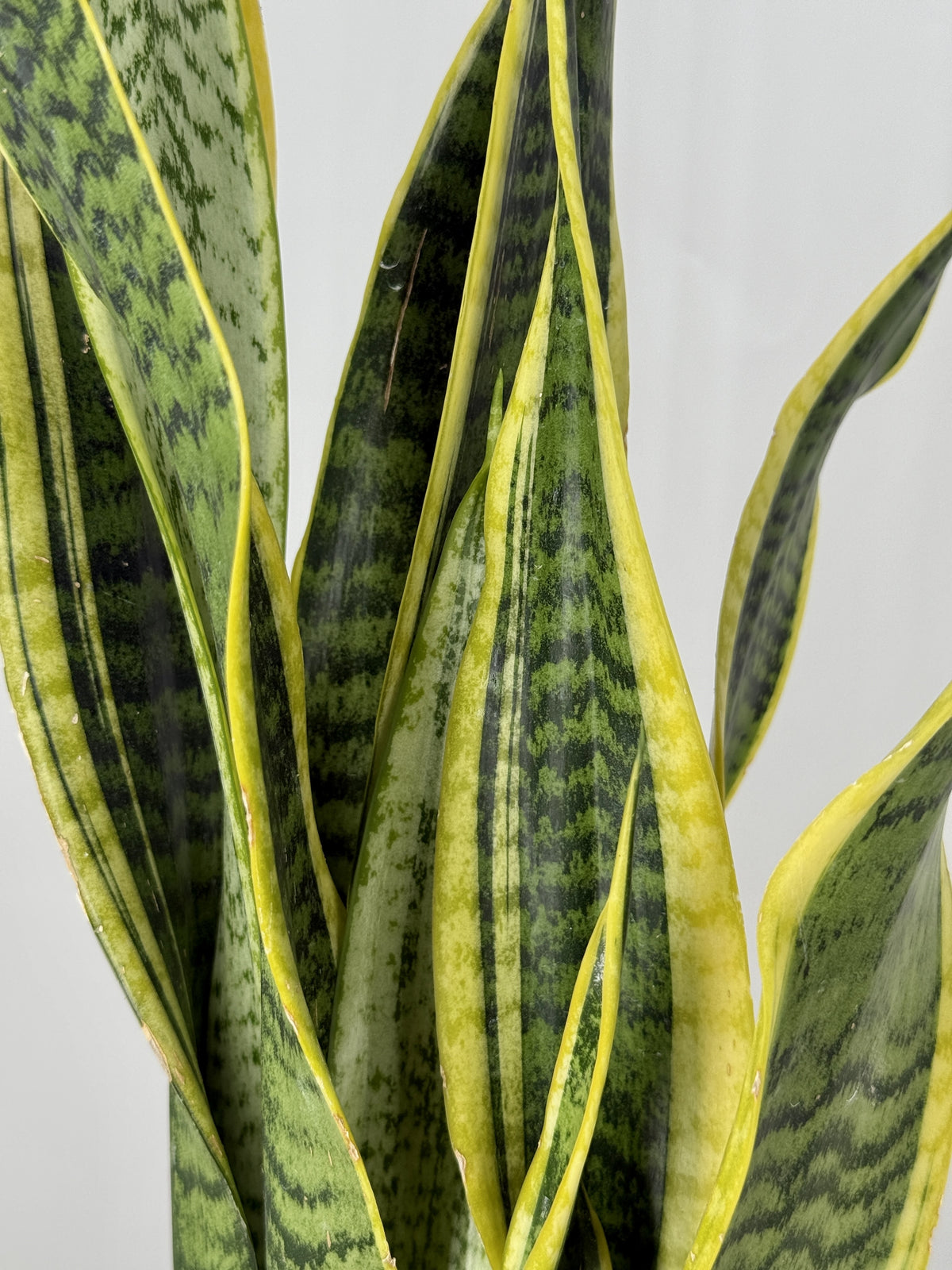 SANSEVIERIA LAURENTII C14