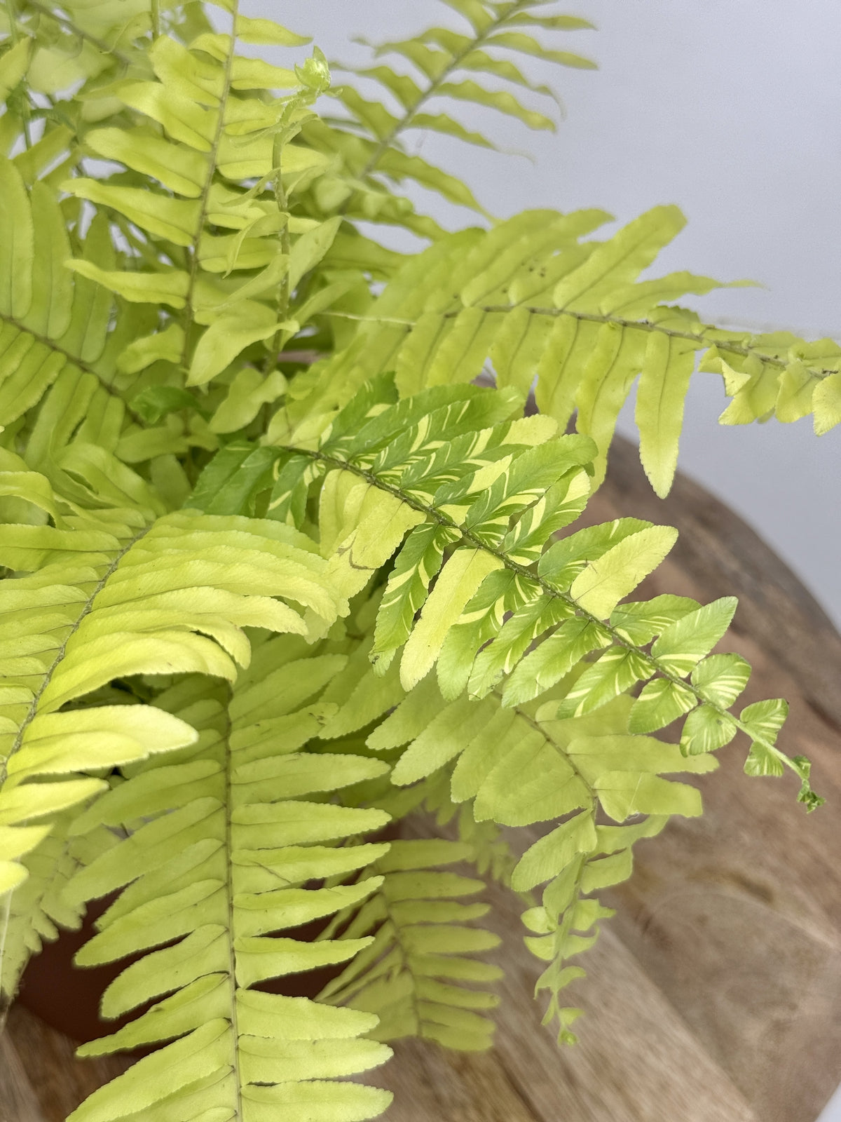 NEPHROLEPIS TIGER M12