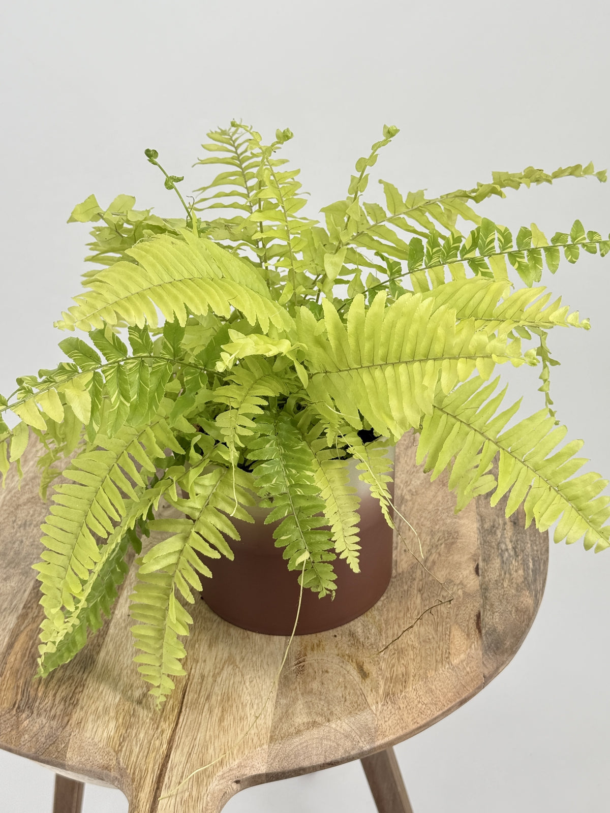 NEPHROLEPIS TIGER M12