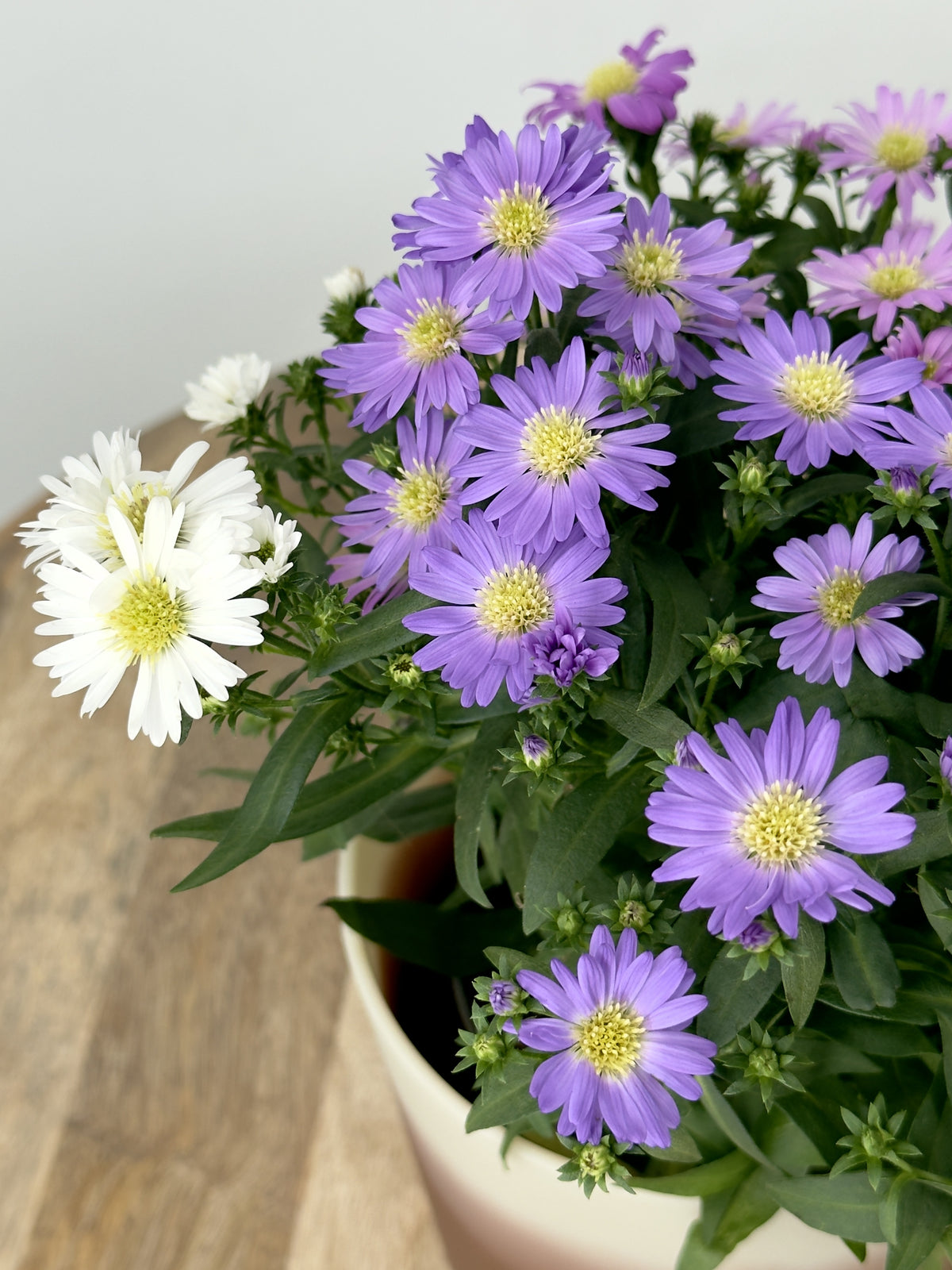 ASTER N.B. STARLETTA M12