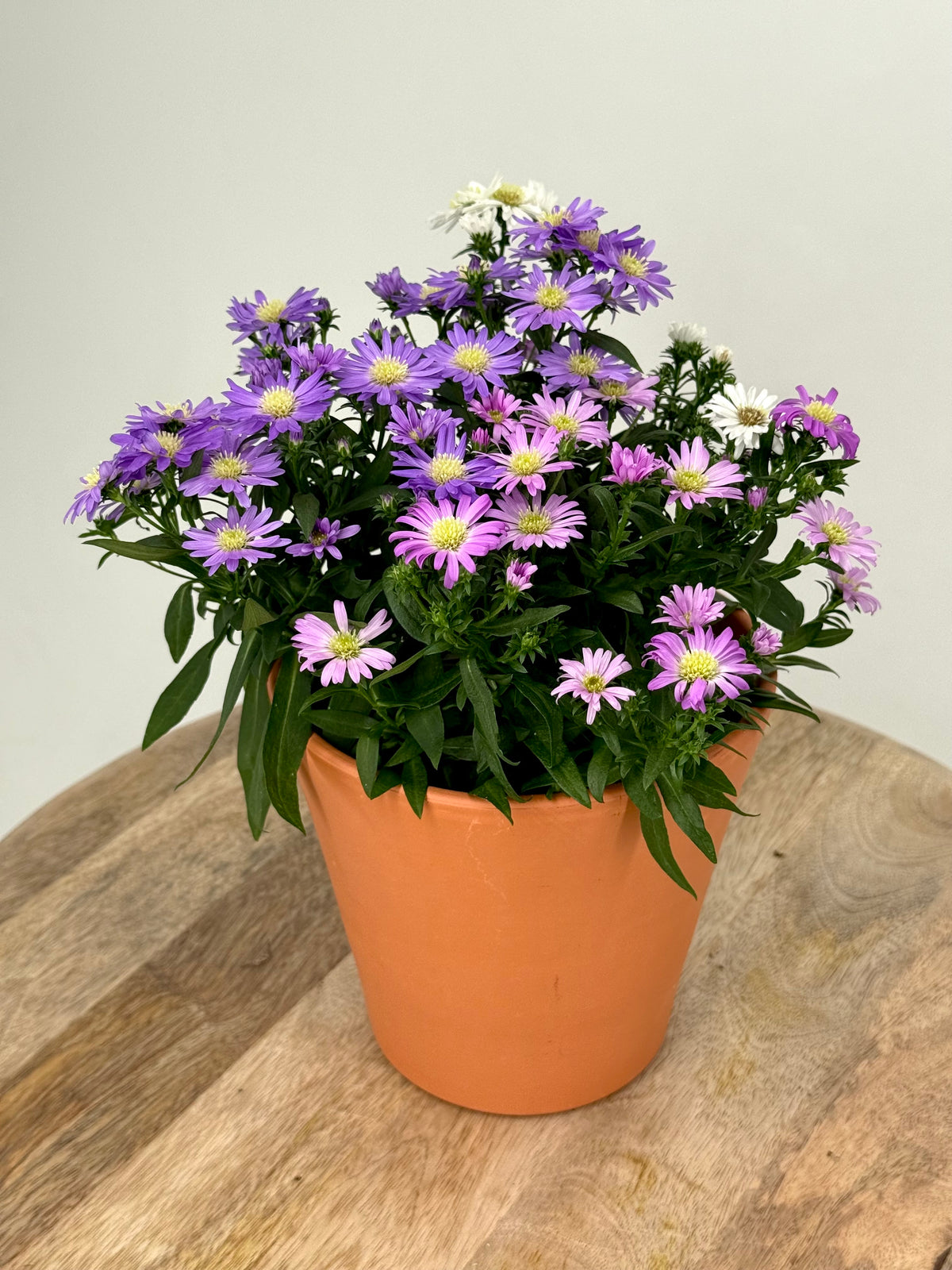 ASTER N.B. STARLETTA M12