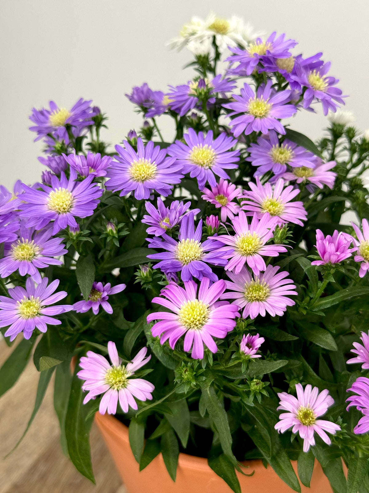 ASTER N.B. STARLETTA M12
