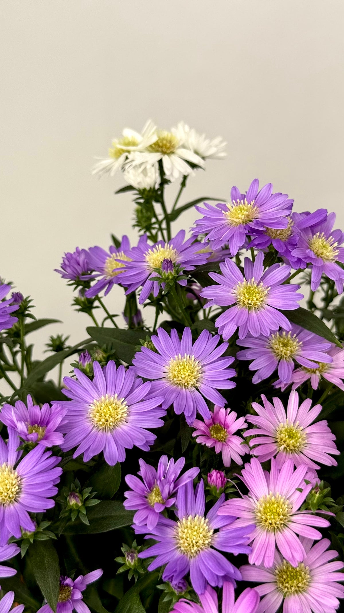 ASTER N.B. STARLETTA M12