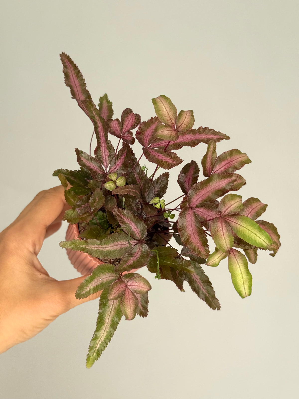 PTERIS CRET ALBOLINEATA M7