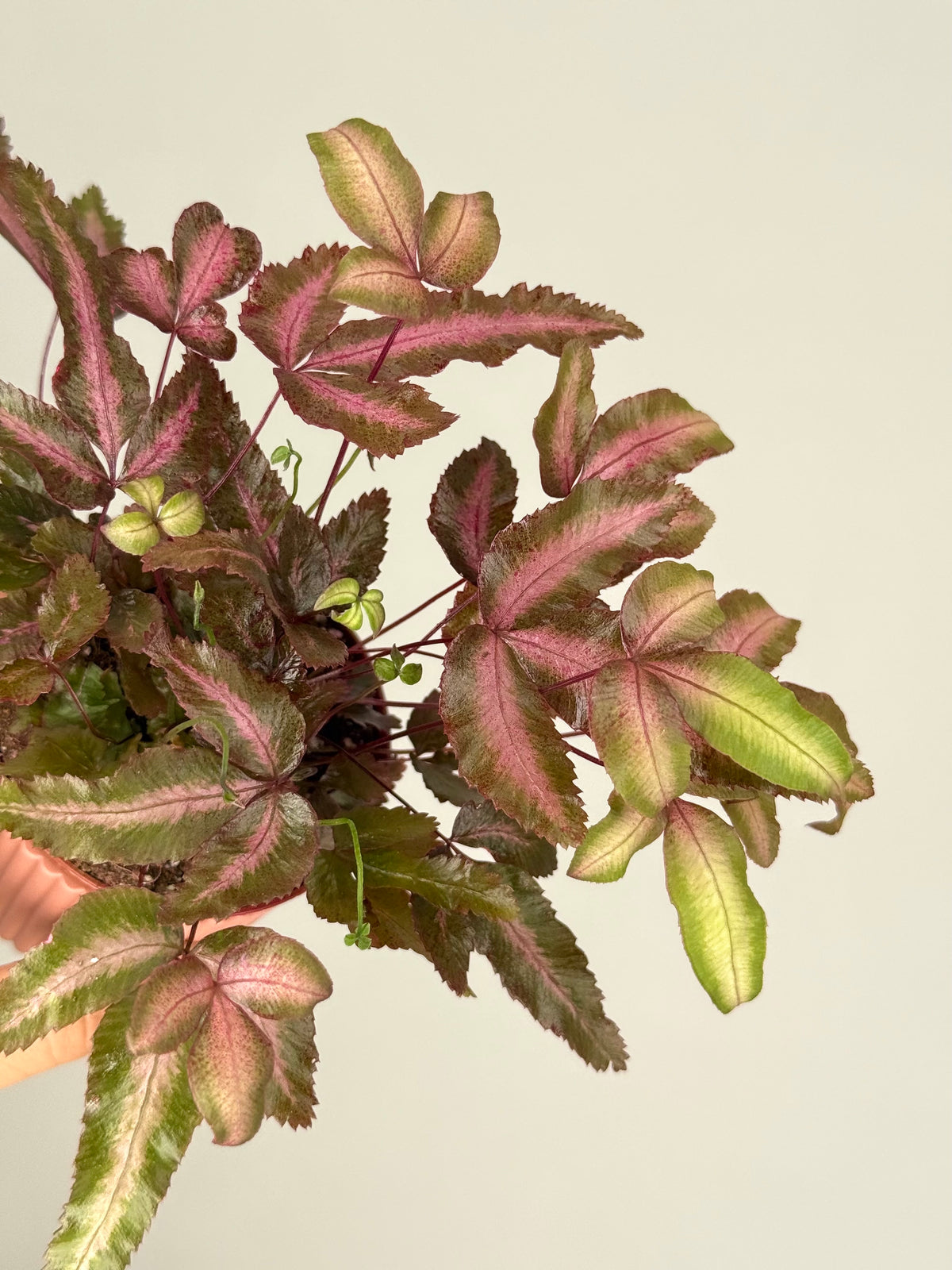 PTERIS CRET ALBOLINEATA M7