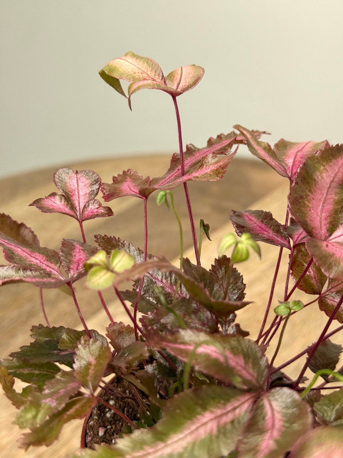 PTERIS CRET ALBOLINEATA M7