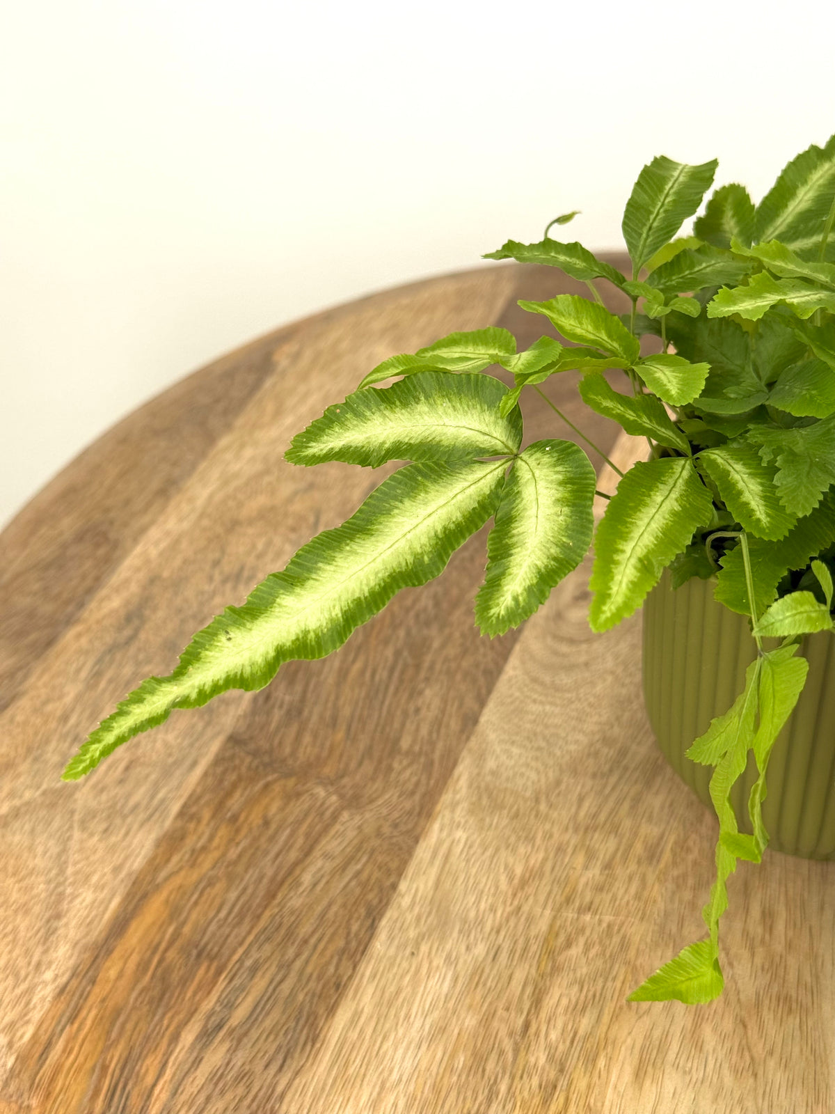 FERNS AIR SO PURE MEZCLADO M9