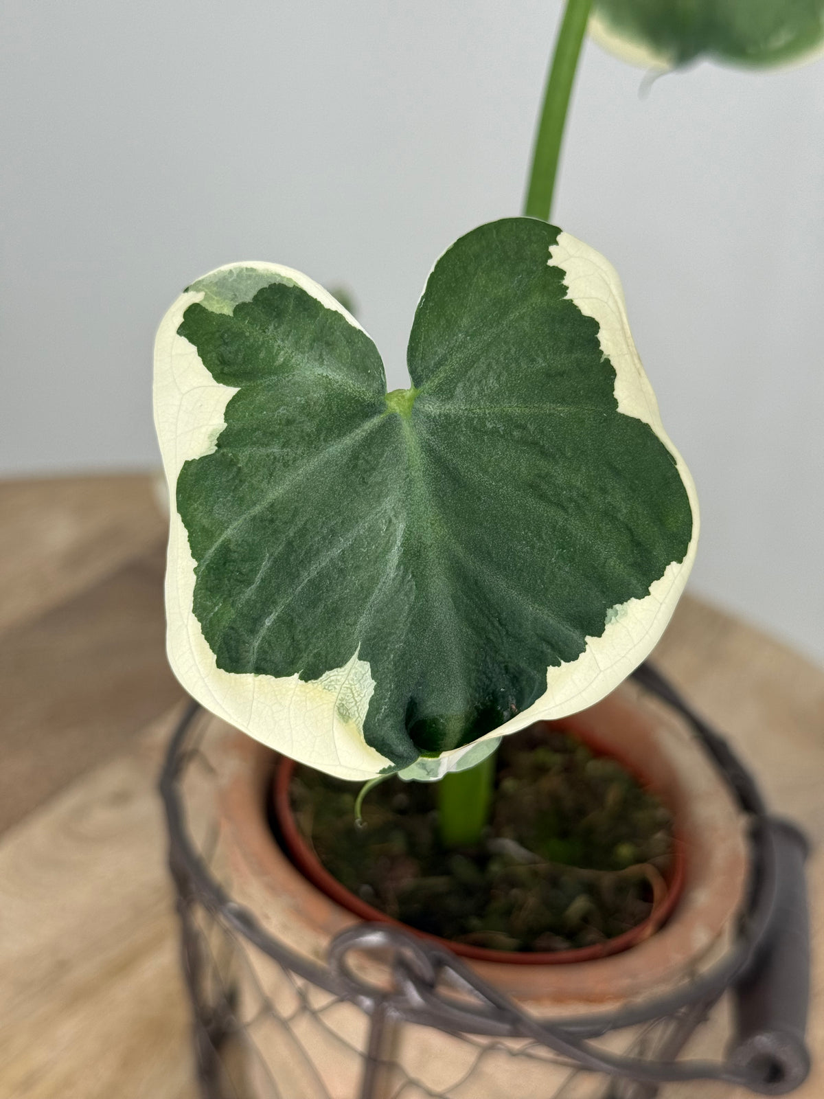 ALOCASIA MICKEY MOUSE M8