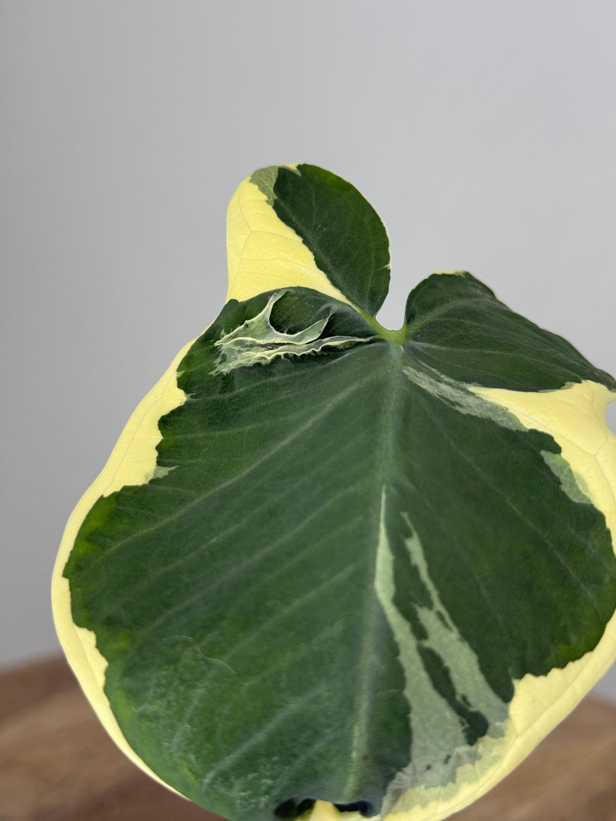 ALOCASIA MICKEY MOUSE M8