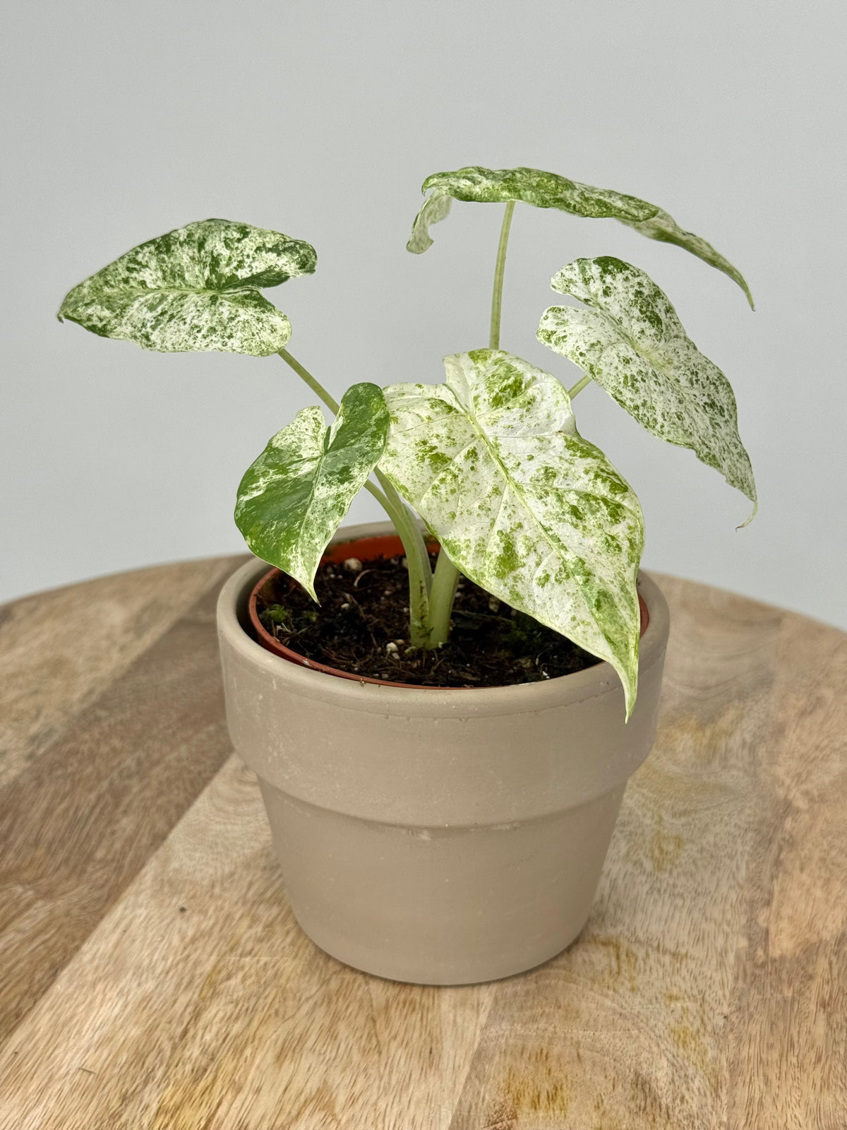 ALOCASIA ODORA VARIEGATA