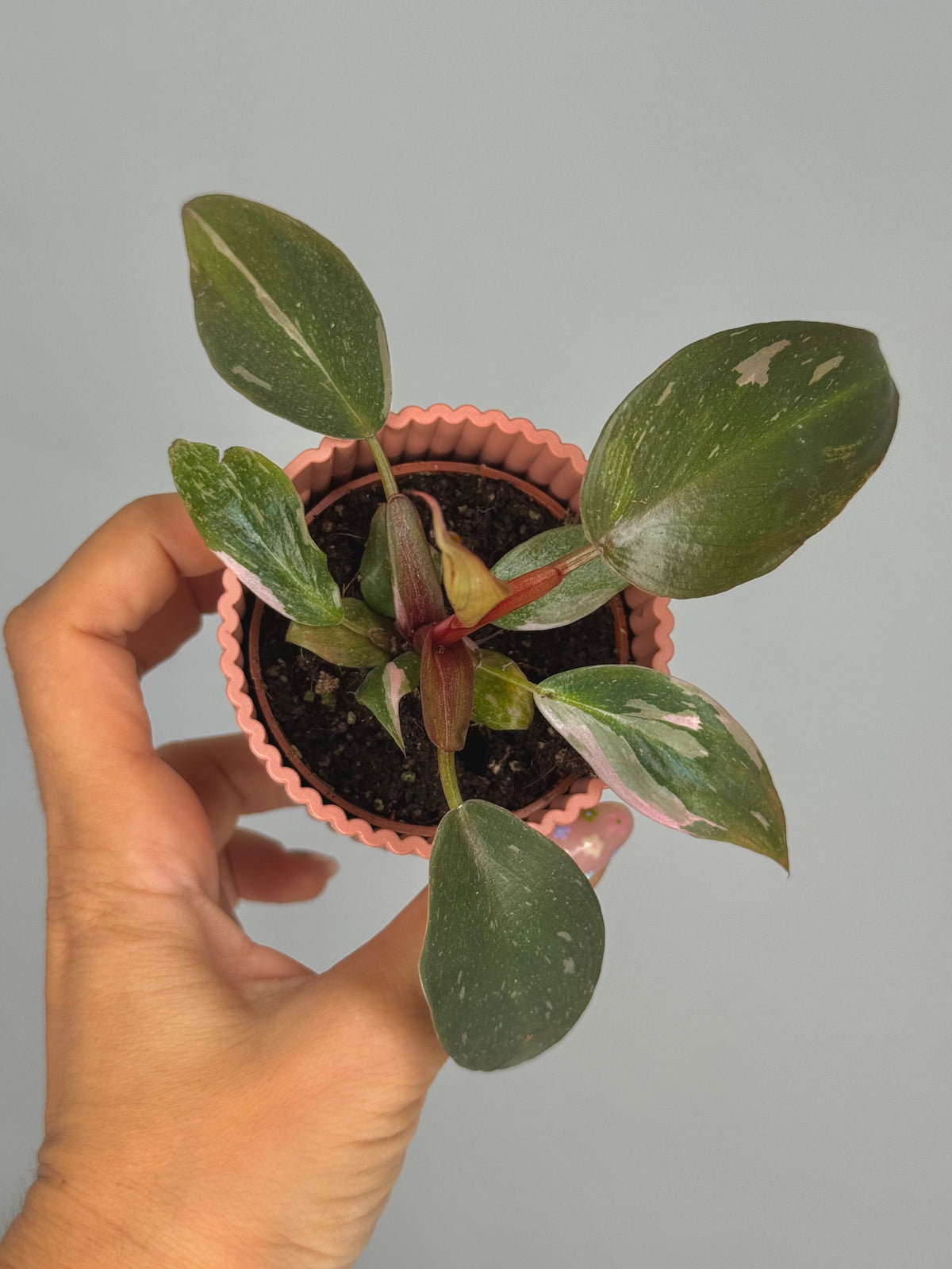 PHILODENDRON PINK PRINCESS M6