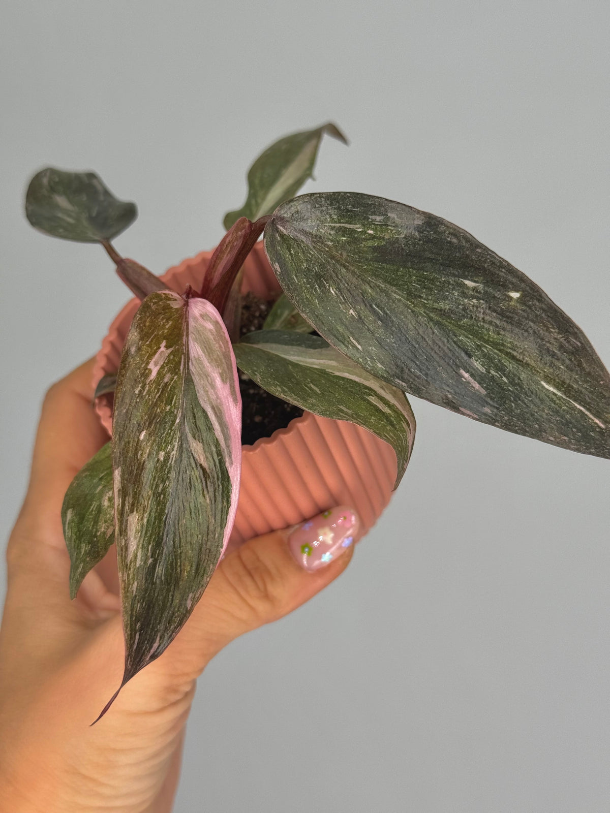 PHILODENDRON PINK PRINCESS M6