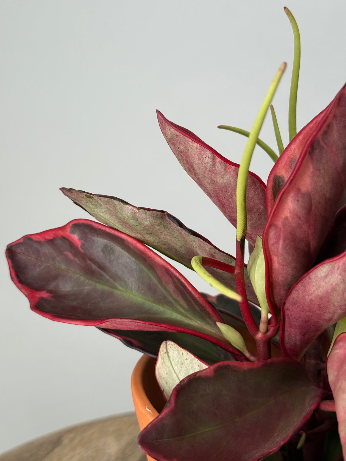 PEPEROMIA CLUS. JELLIE M12