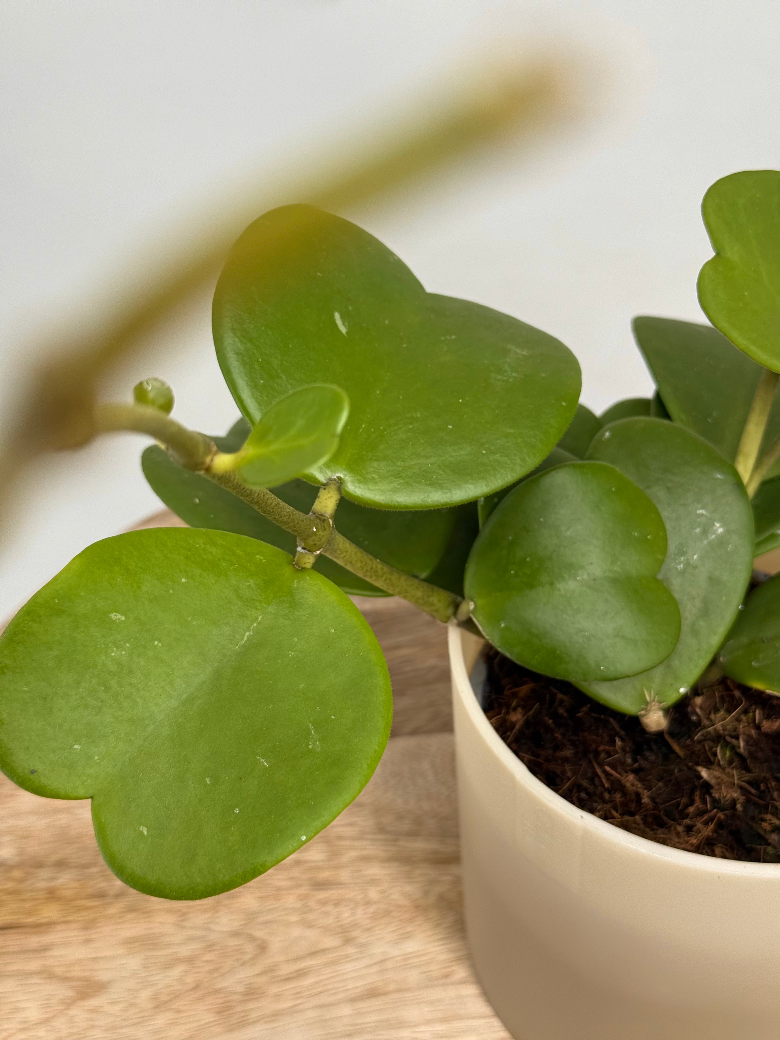 HOYA KERRII M12