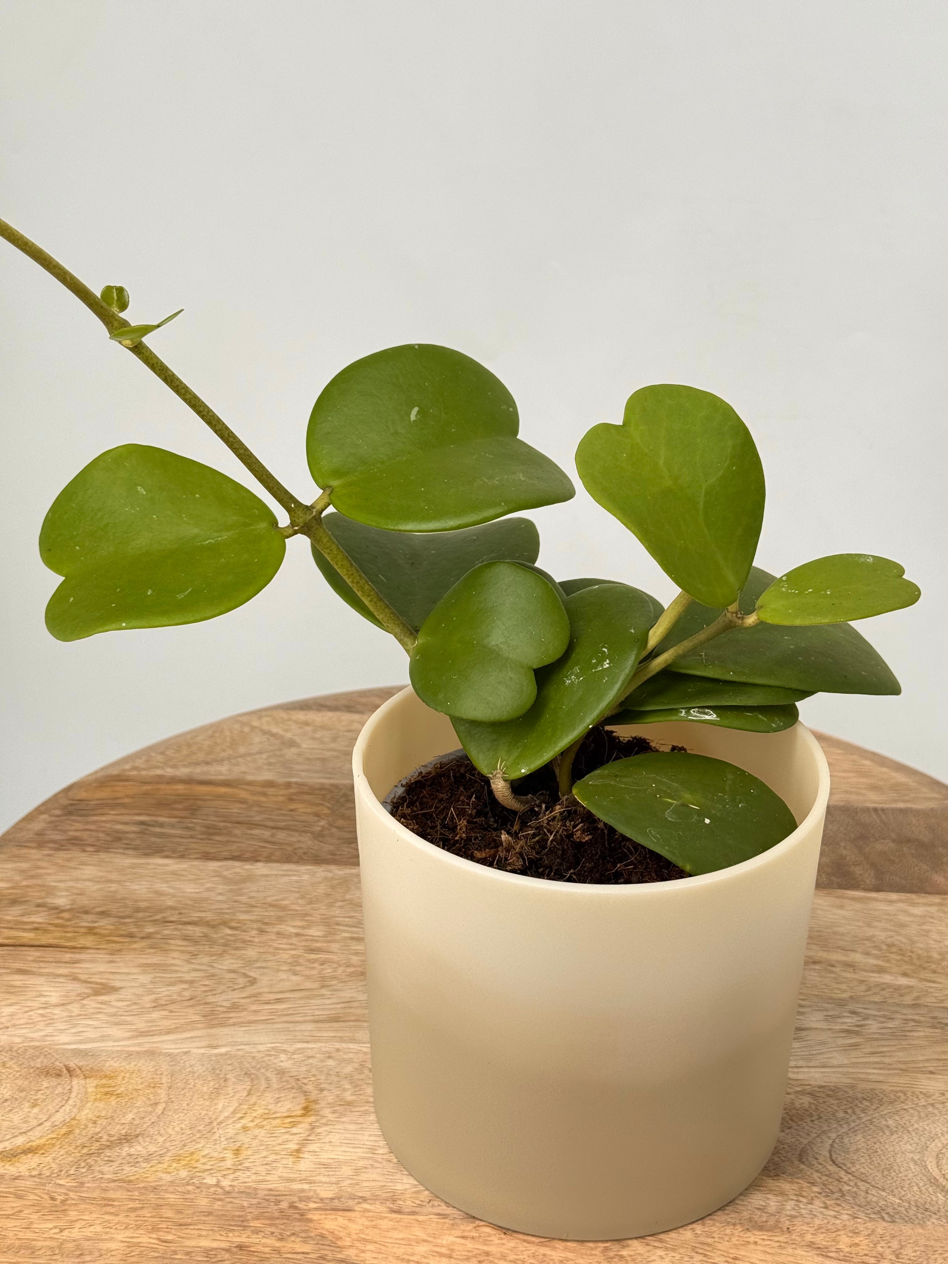 HOYA KERRII M12