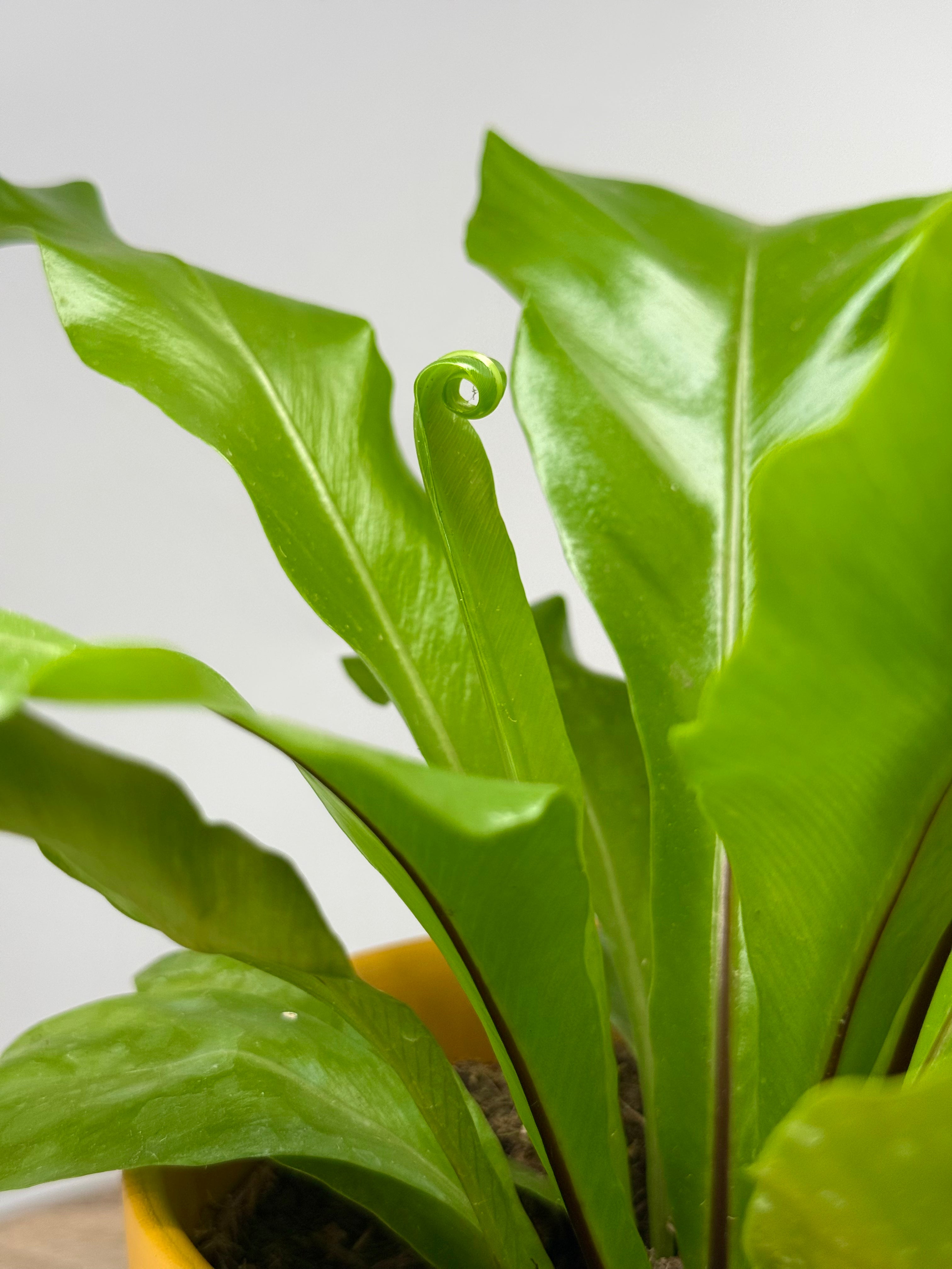 ASPLENIUM NIDUS M12