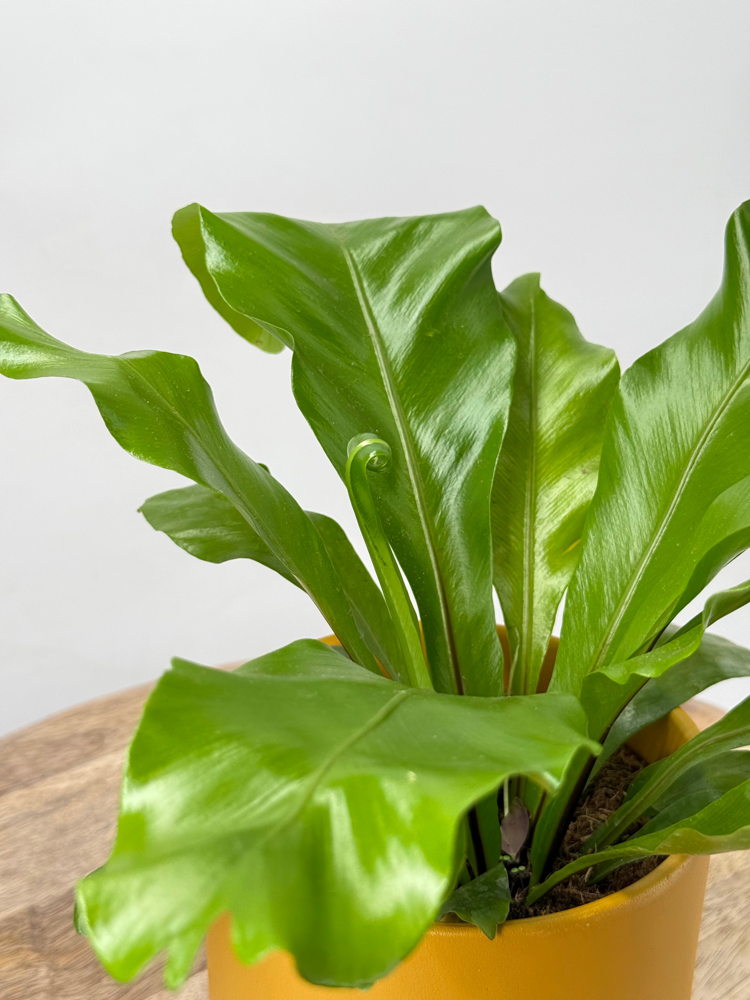 ASPLENIUM NIDUS M12