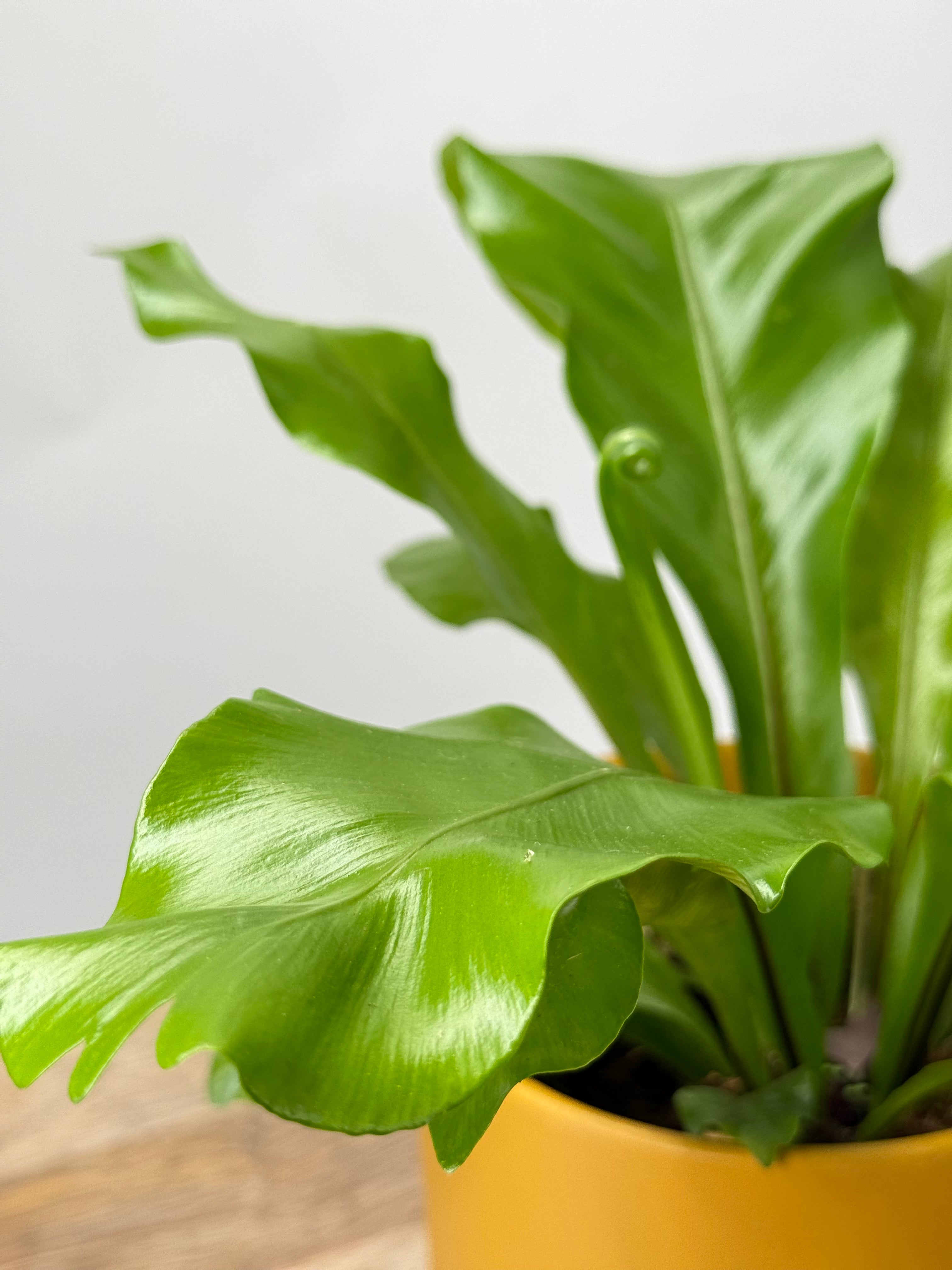 ASPLENIUM NIDUS M12