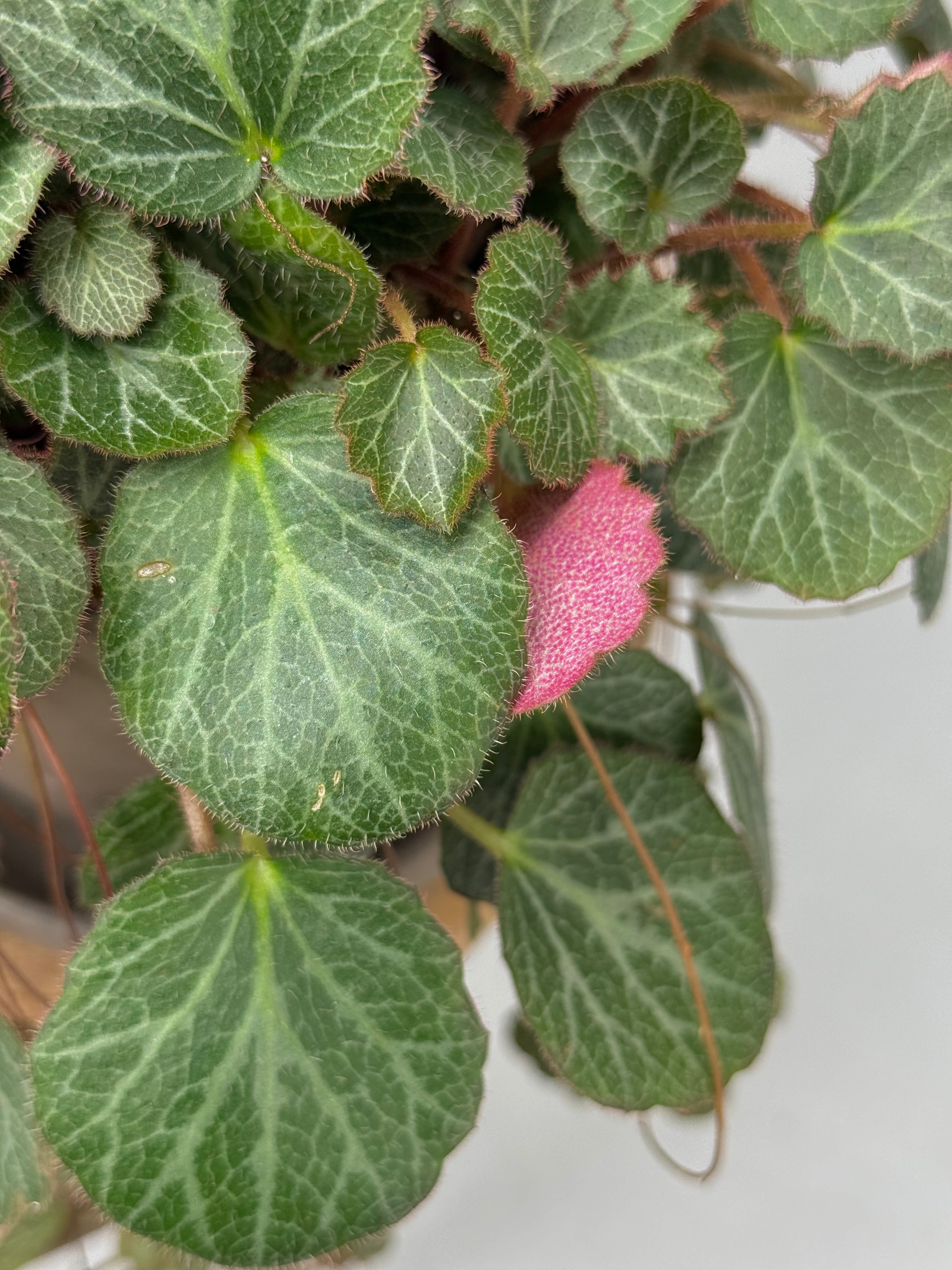 SAXIFRAGA STOLONIFERA M14