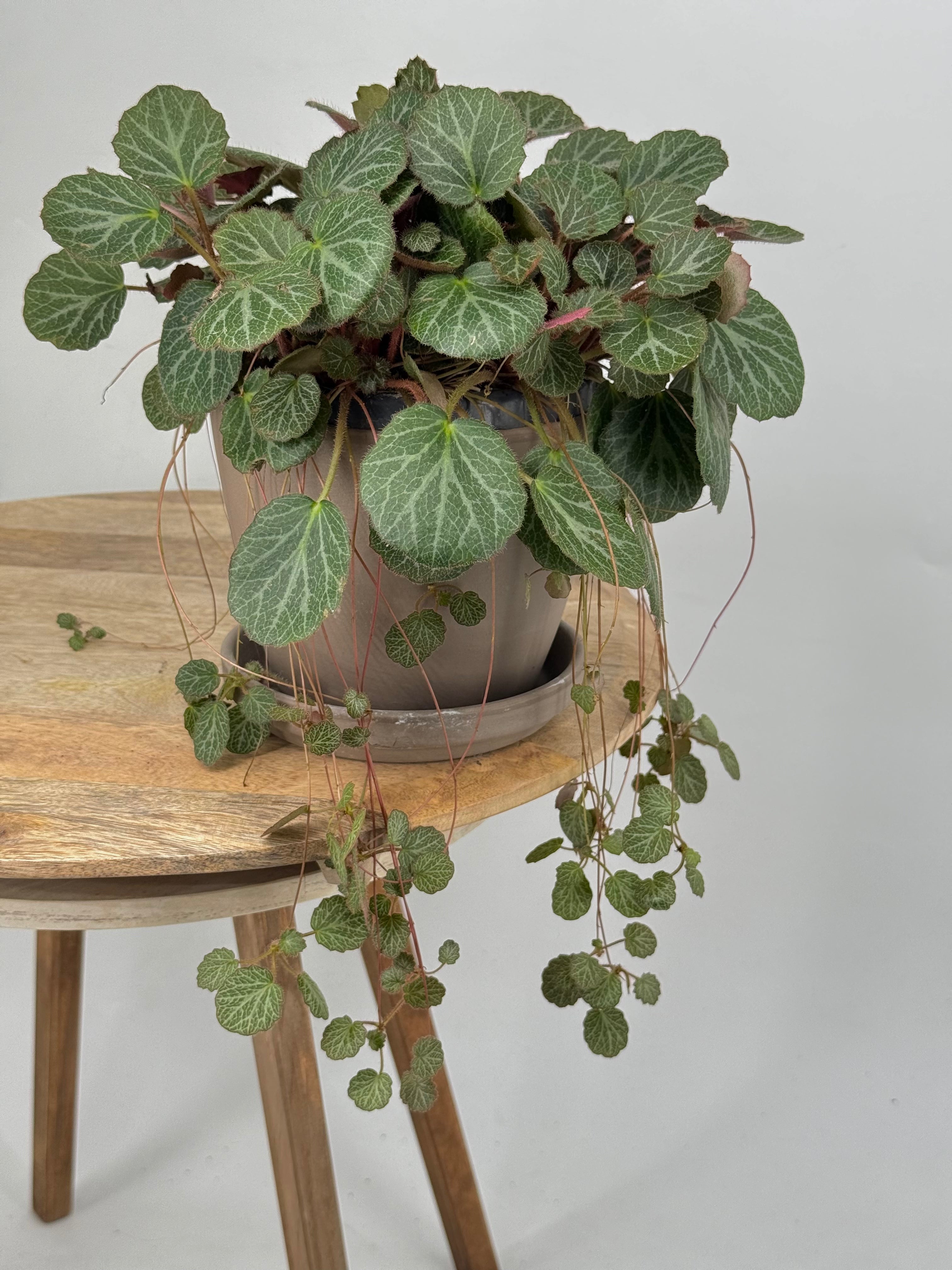 SAXIFRAGA STOLONIFERA M14