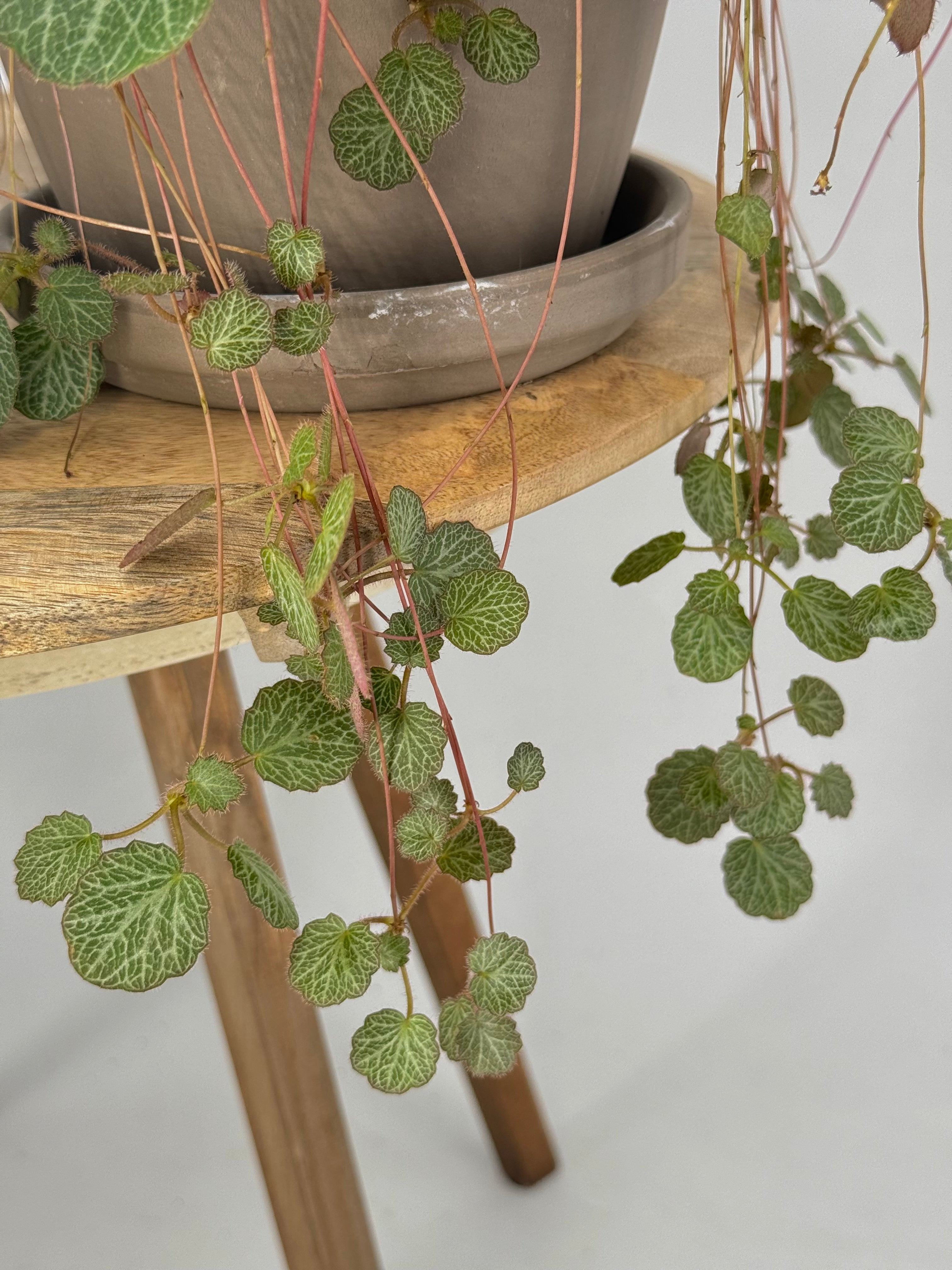 SAXIFRAGA STOLONIFERA M14