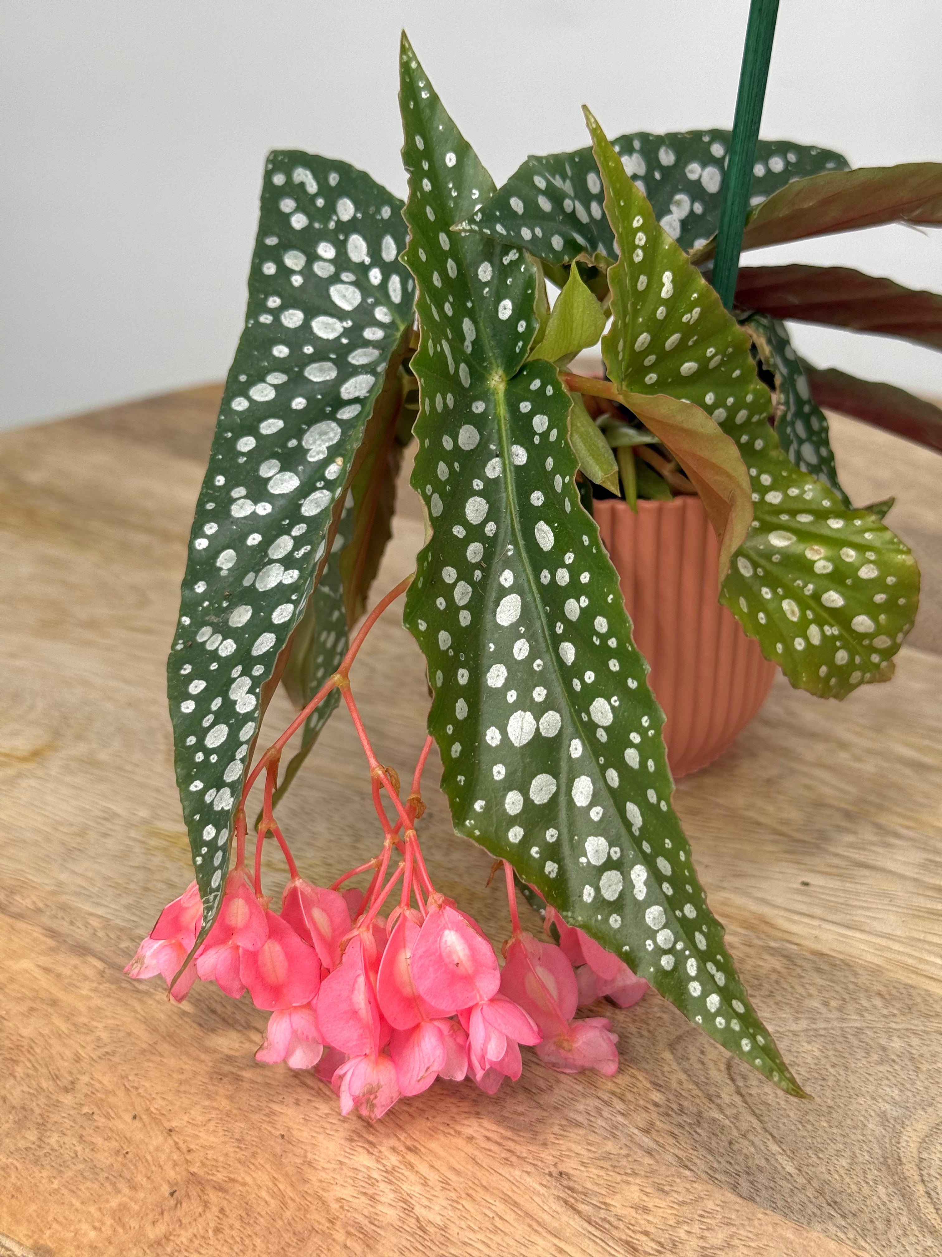 BEGONIA MACULATA DOUBLE DOT M6