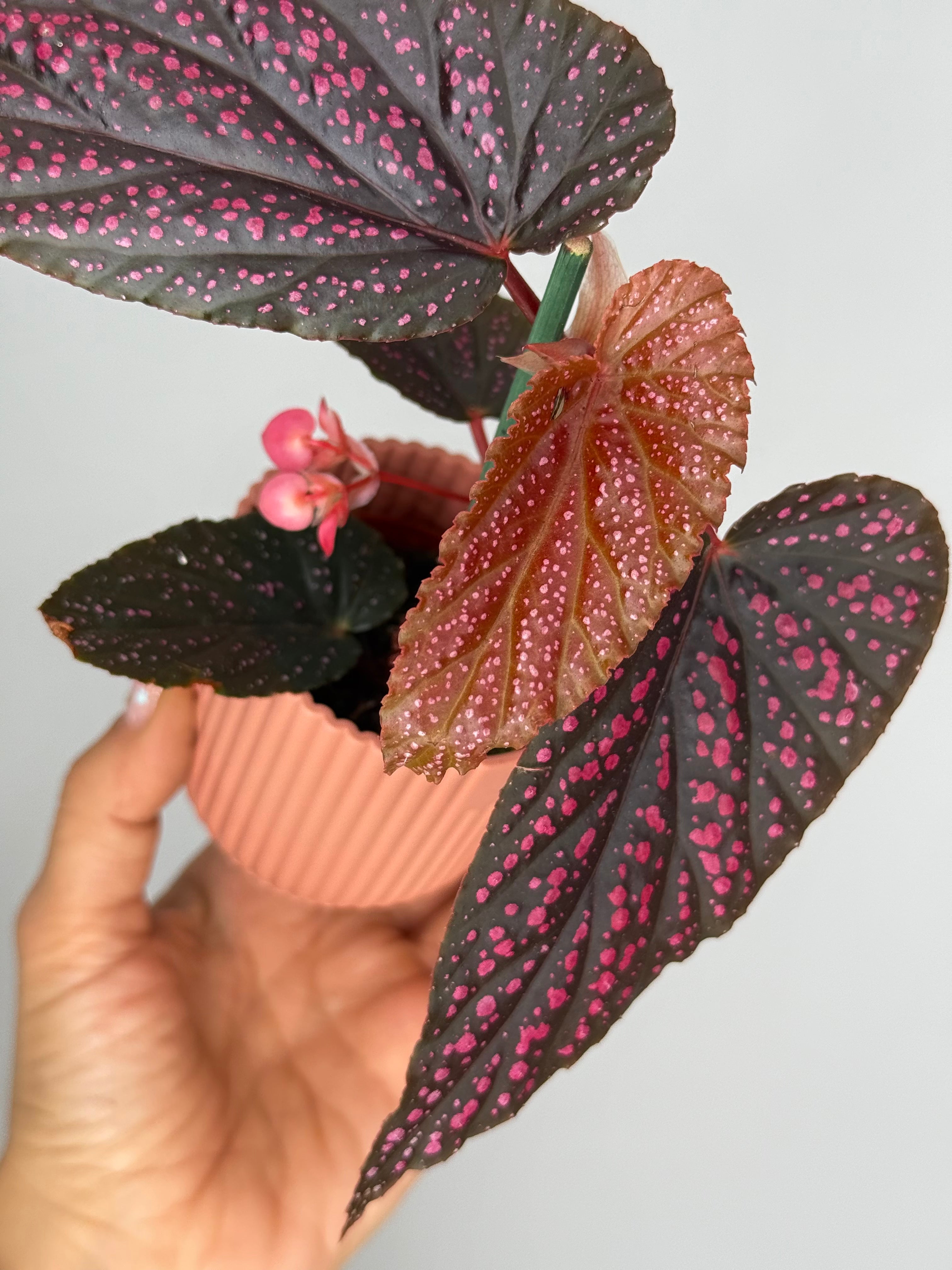 BEGONIA PINK SPOT M6